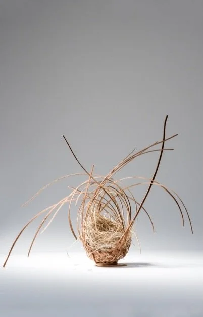 Nest - An exploration of birchbark through sculpture and photography -  
Framed 21 x 33 