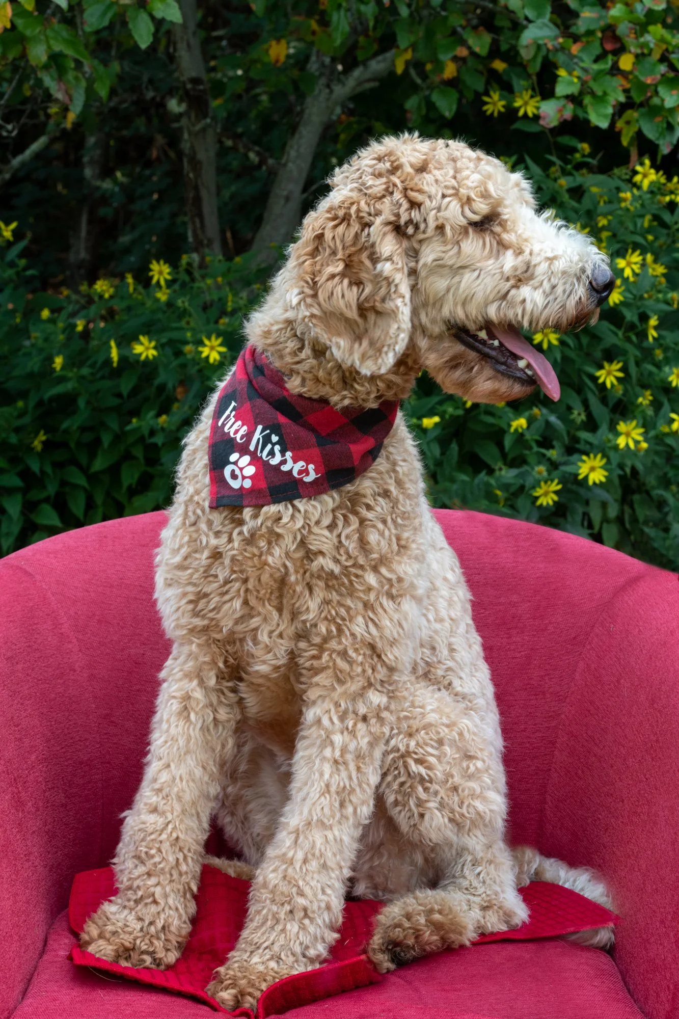 mkgphoto_pets-7717.jpg