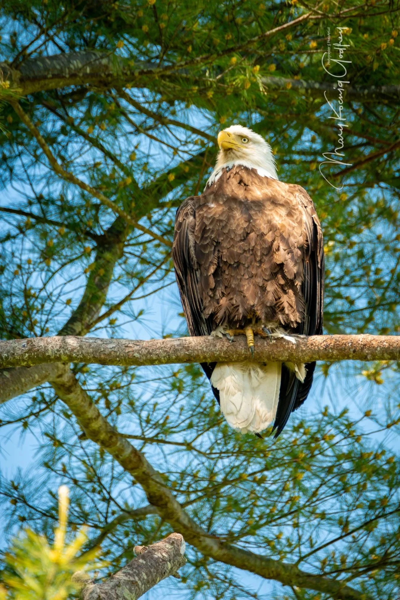 mkgphoto_wildlife_birds-4709.jpg