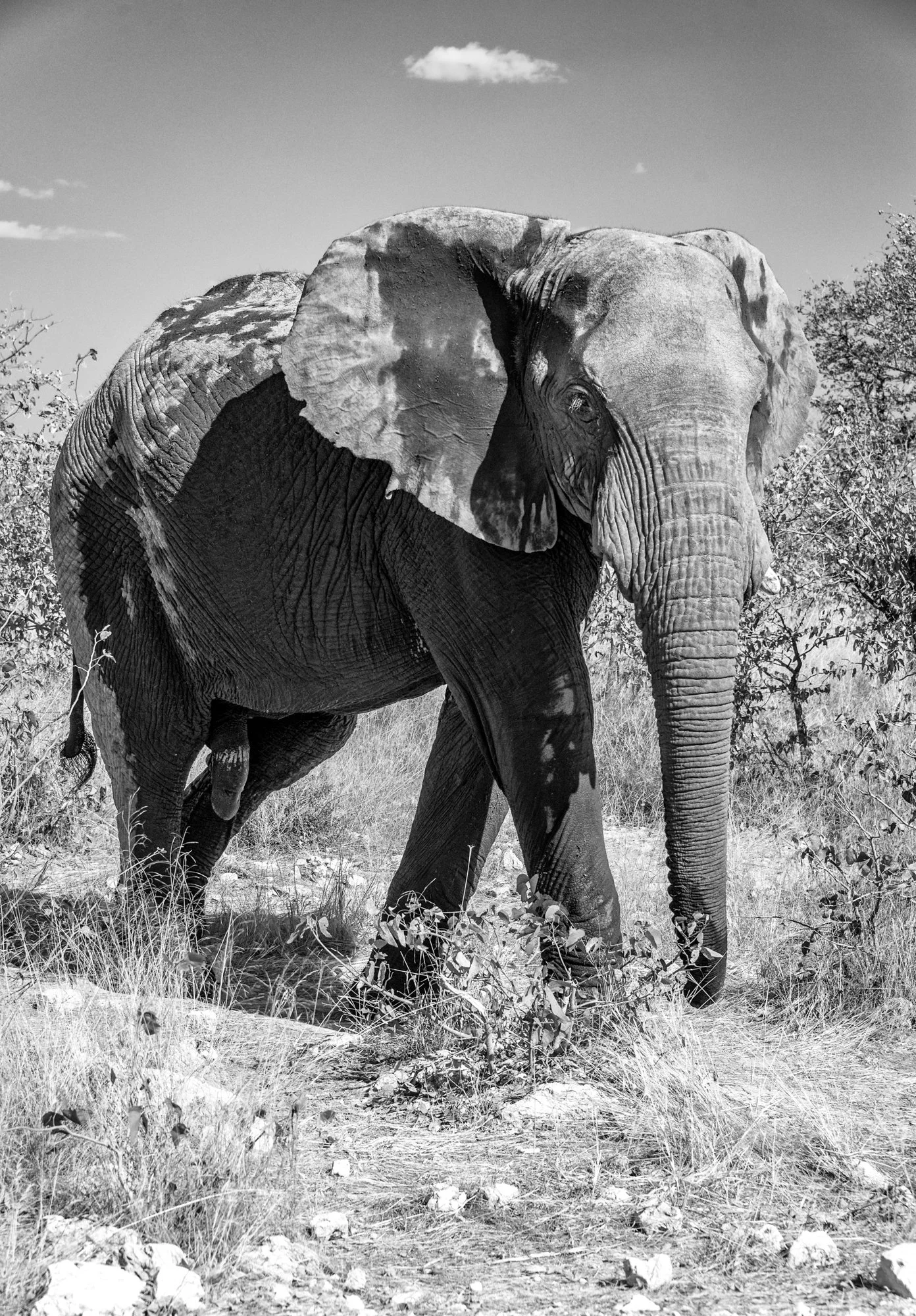 mkgphoto_elephant_Namibia_africa-3915.jpg