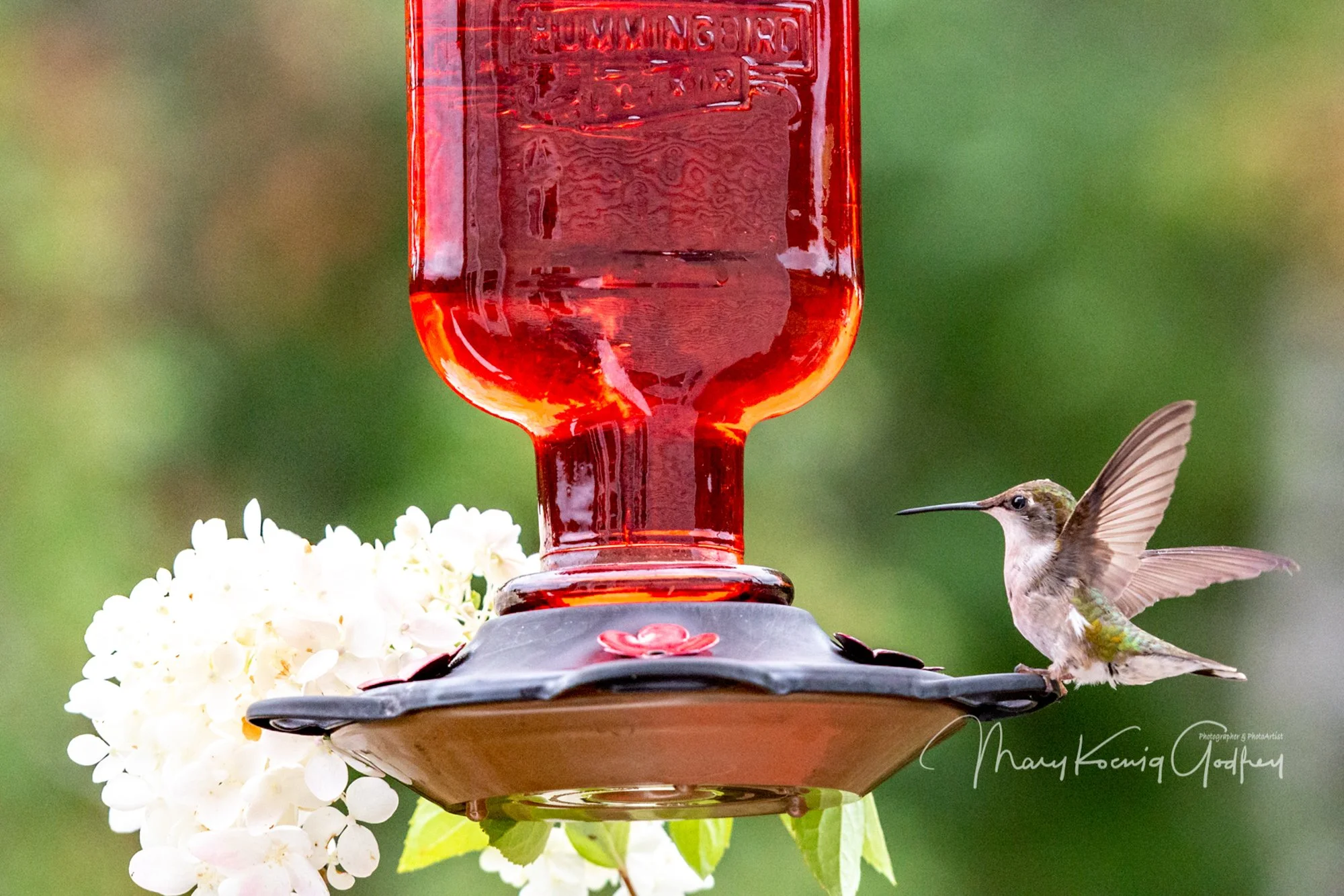 mkgphoto_wildlife_birds-2221.jpg