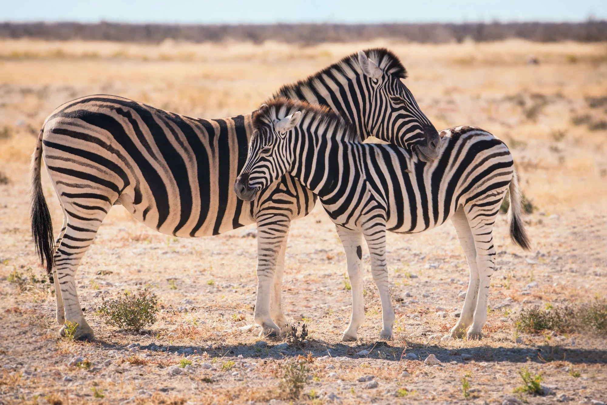 mkgphoto-zebra_Namibia_africa0814.jpg