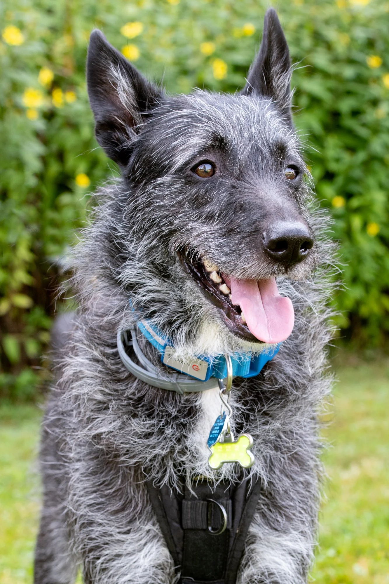 mkgphoto_pets-7127.jpg