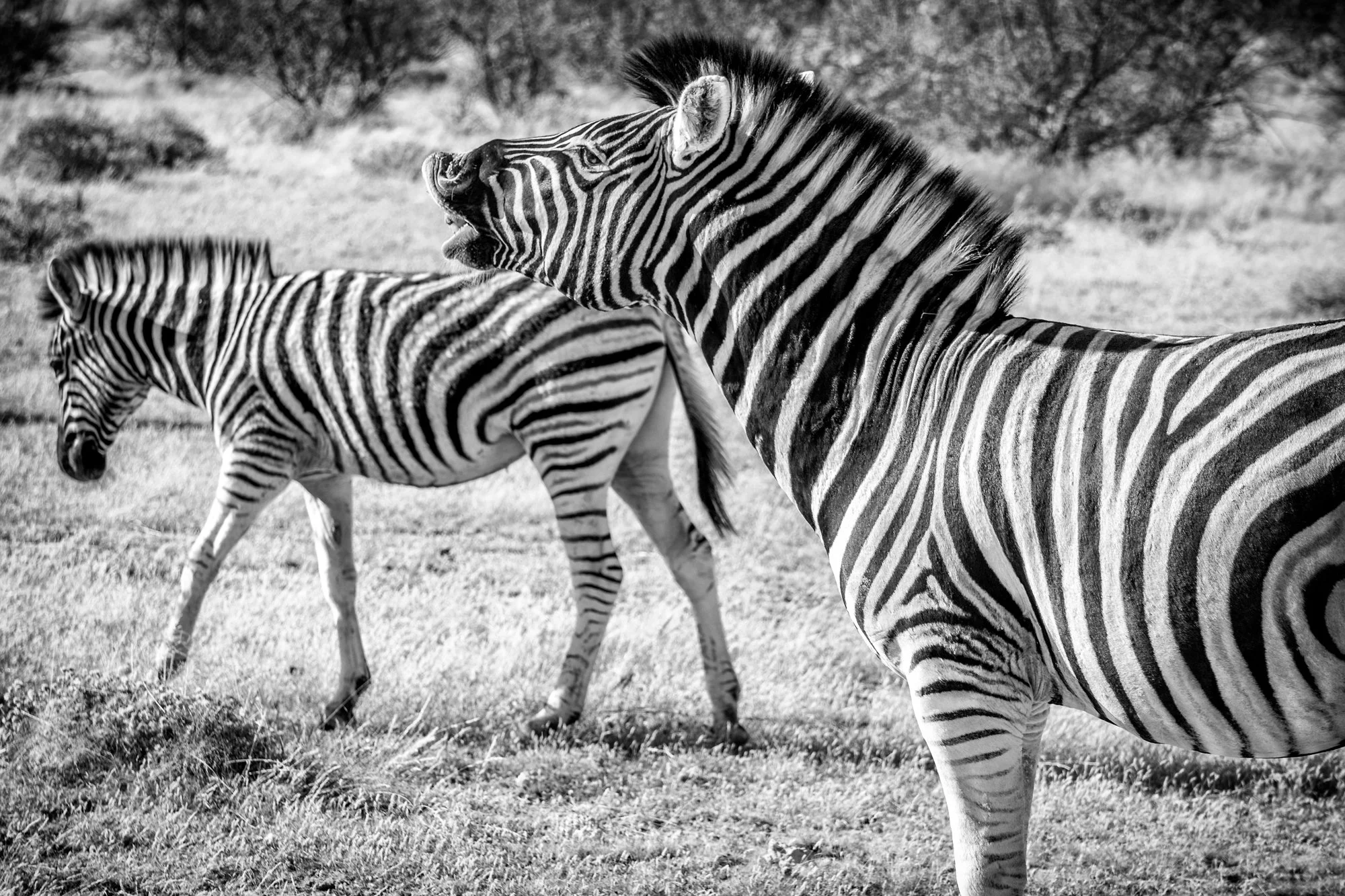 mkgphoto-zebra_africa_namibia_wildlife.04698.jpg