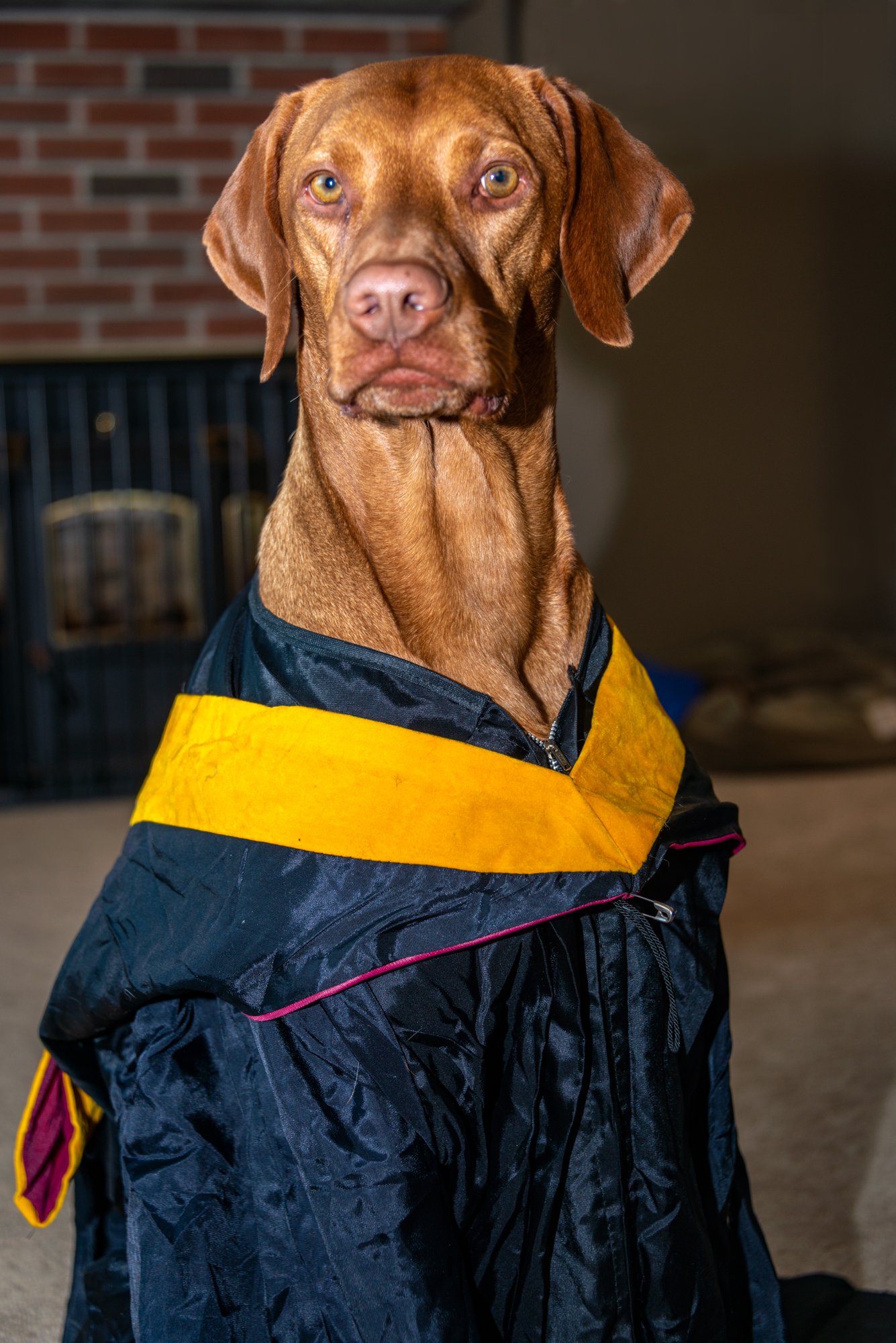 mkgphoto_pets-3016.jpg