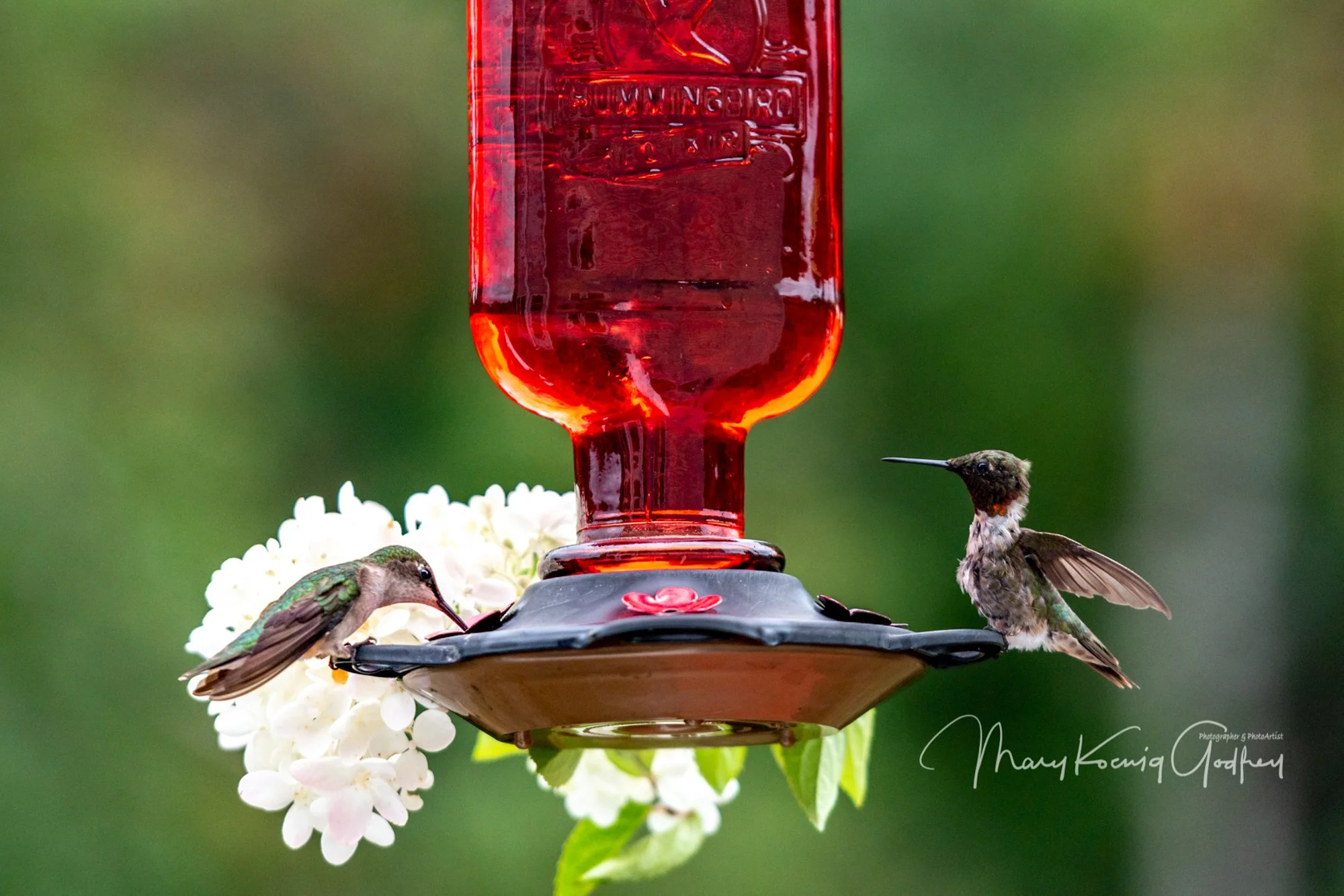 mkgphoto_wildlife_birds-2204.jpg