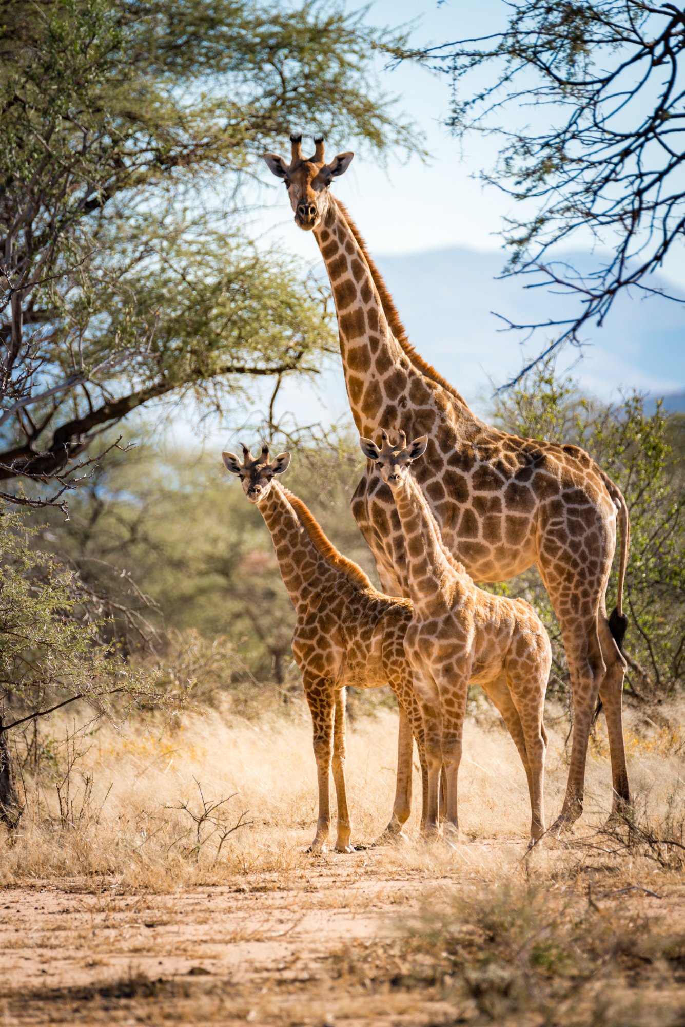mkgphoto_giraffe_Namibia_africa-1323.jpg