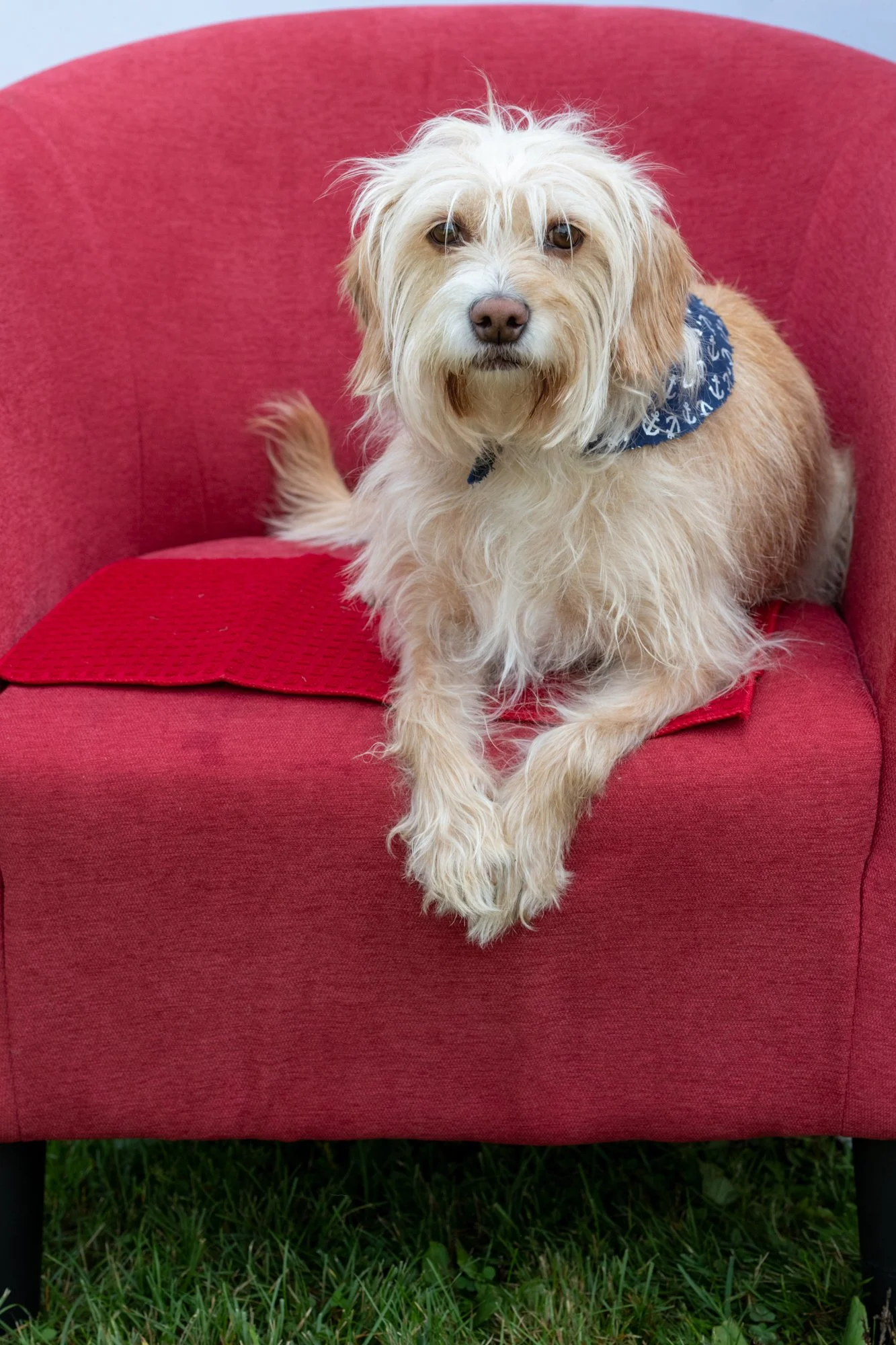 mkgphoto_pets-7828.jpg