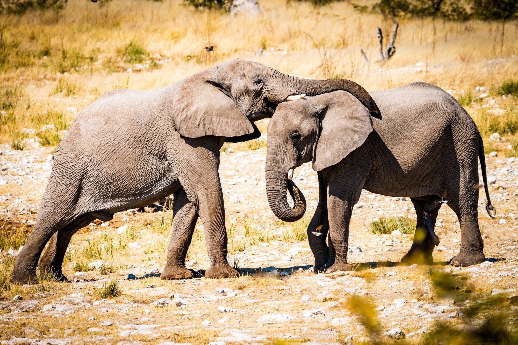 mkgphoto_elephant_Namibia_africa-0321.jpg