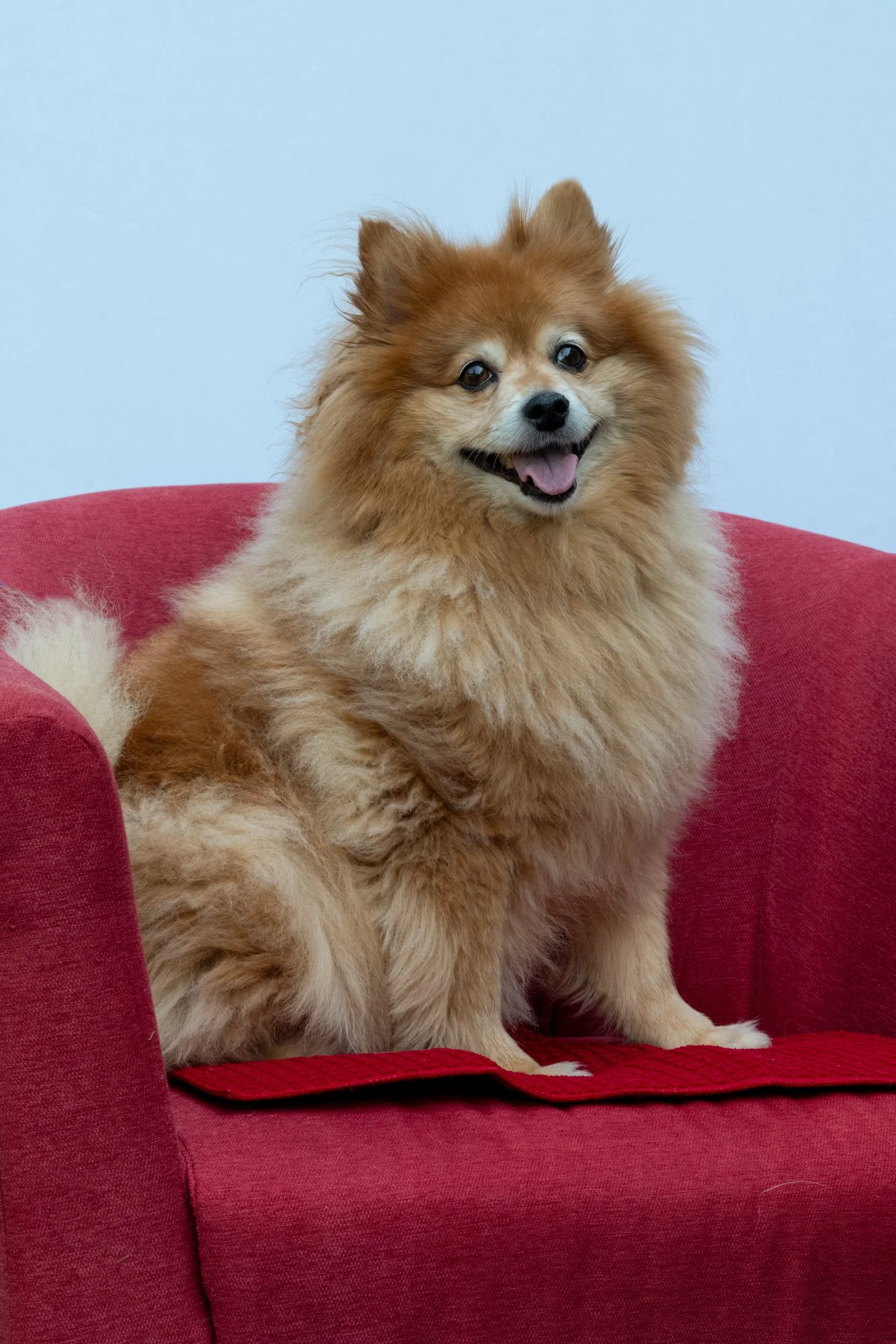 mkgphoto_pets-7986.jpg
