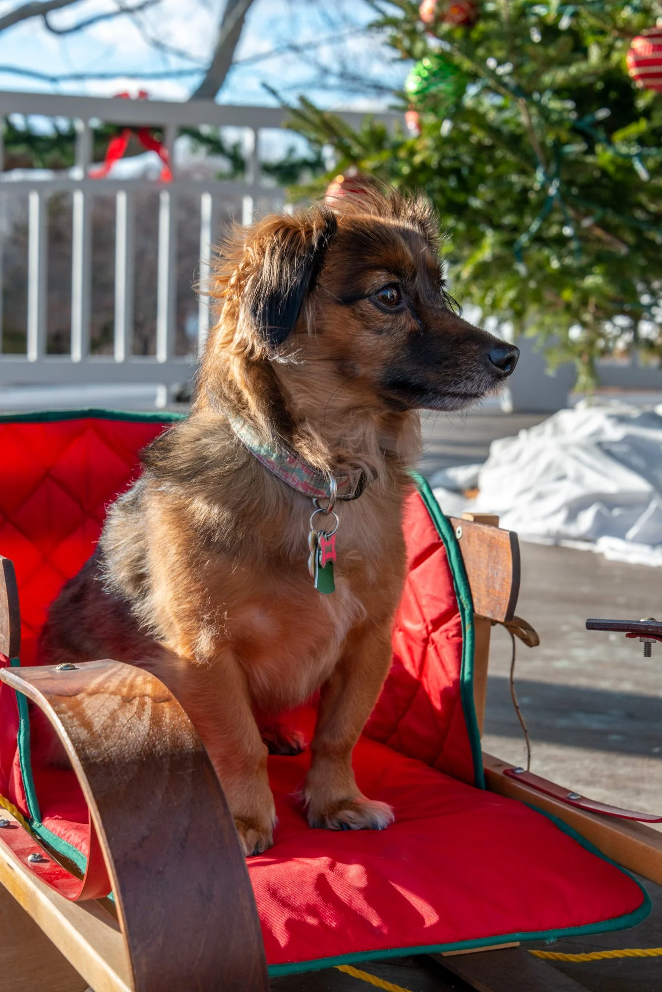 mkgphoto_pets-0312.jpg