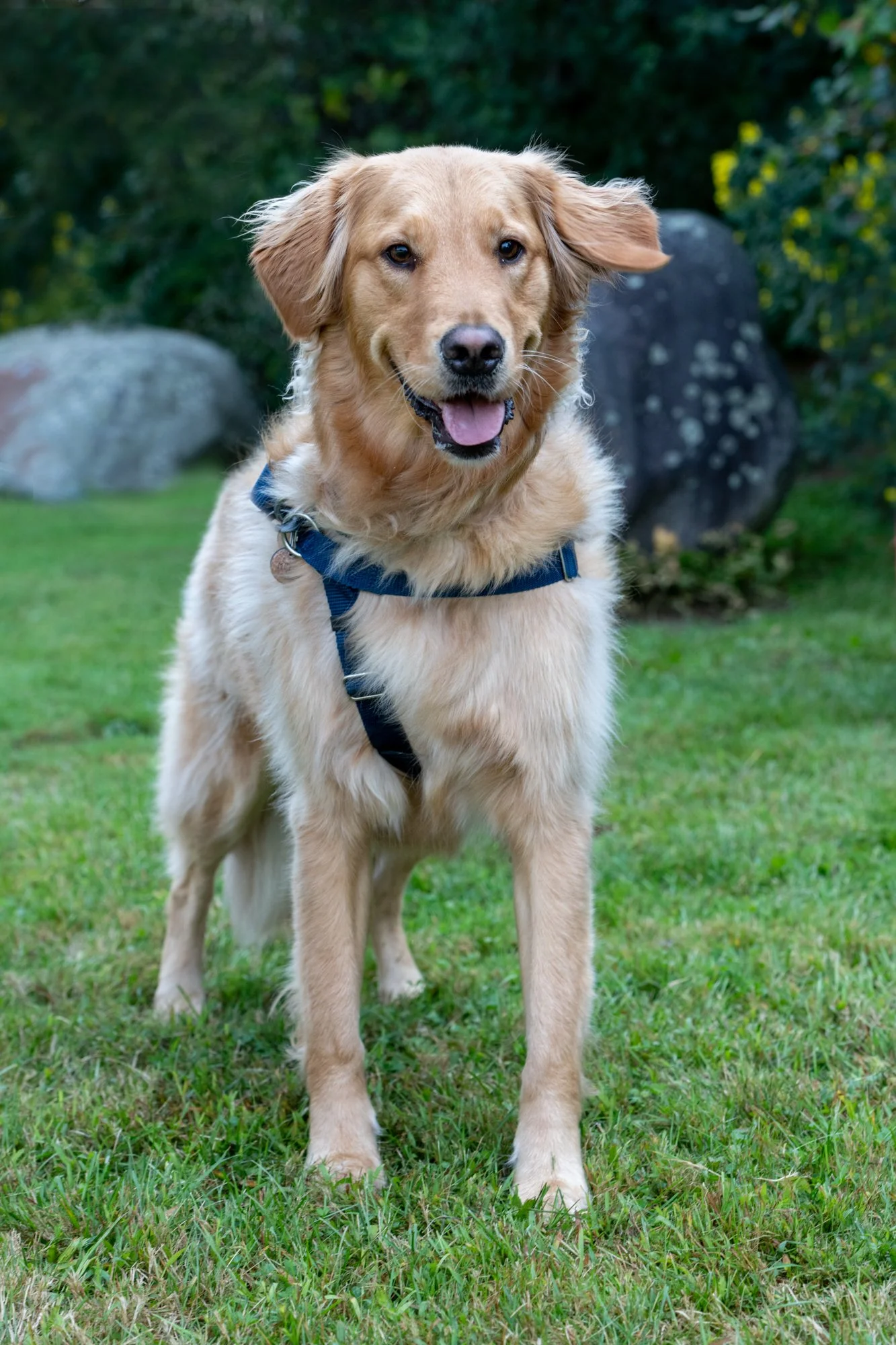 mkgphoto_pets-7323.jpg