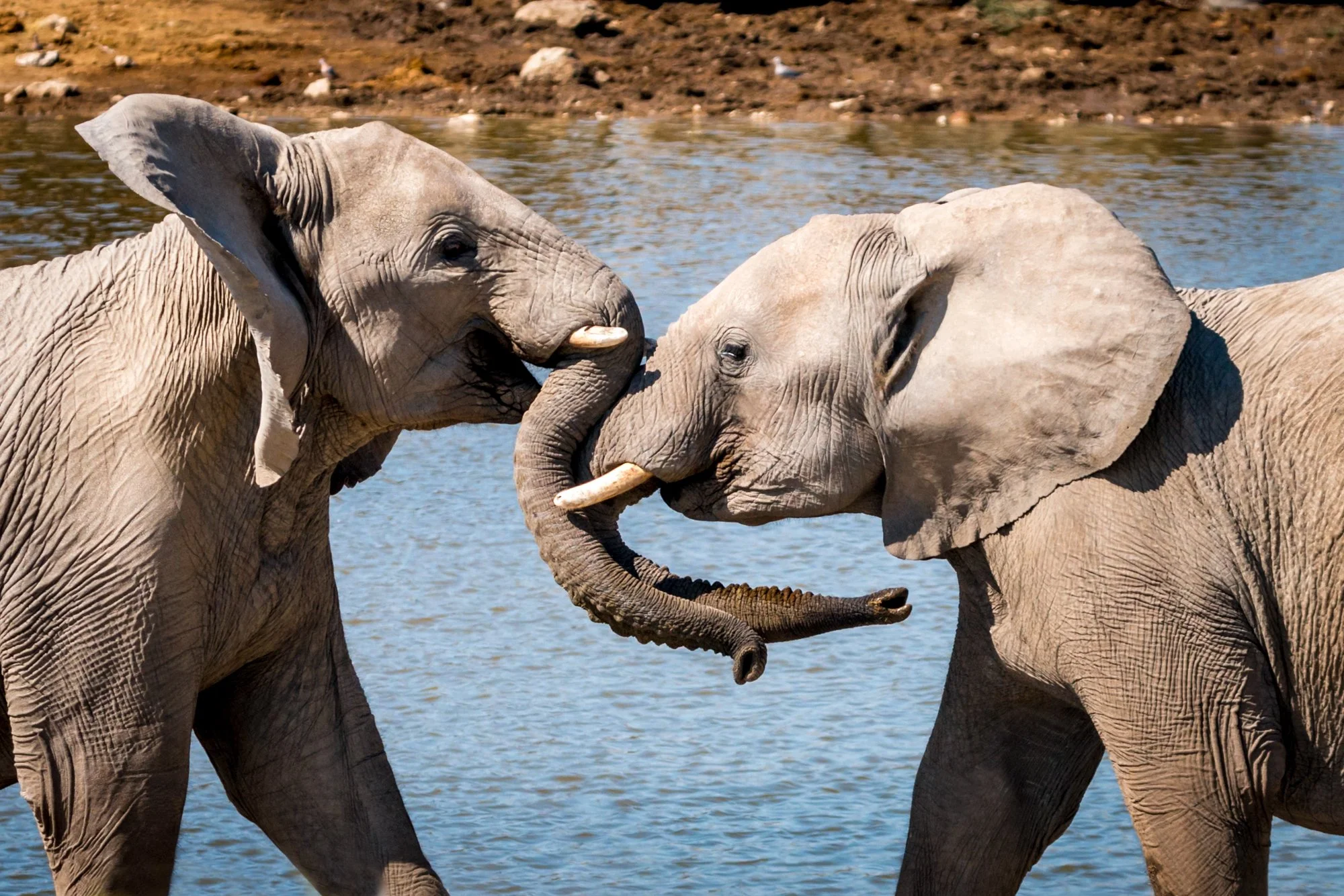 mkgphoto_elephant_Namibia_africa-0410.jpg