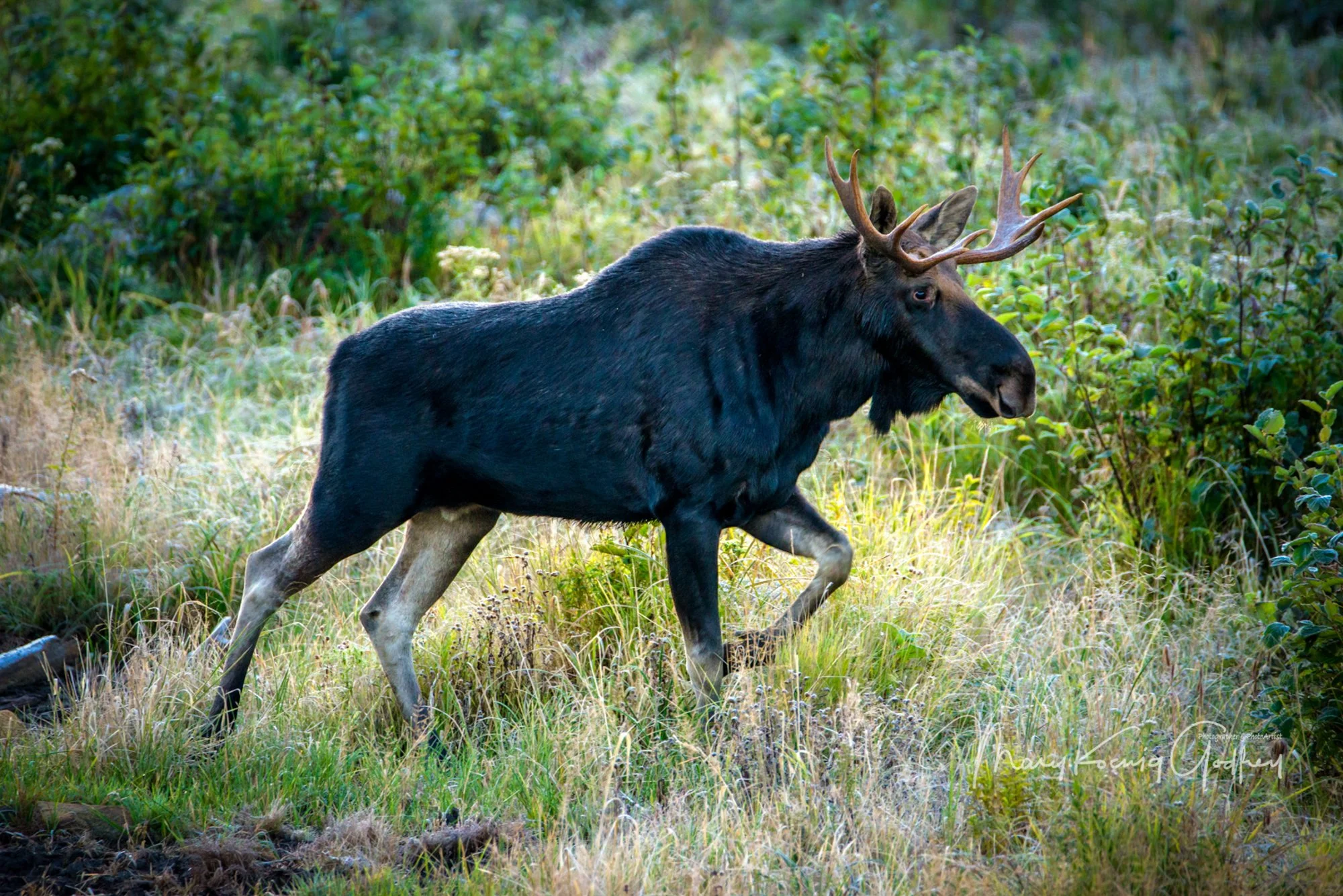 mkgphoto_Moose_wildlife_Maine-.jpg
