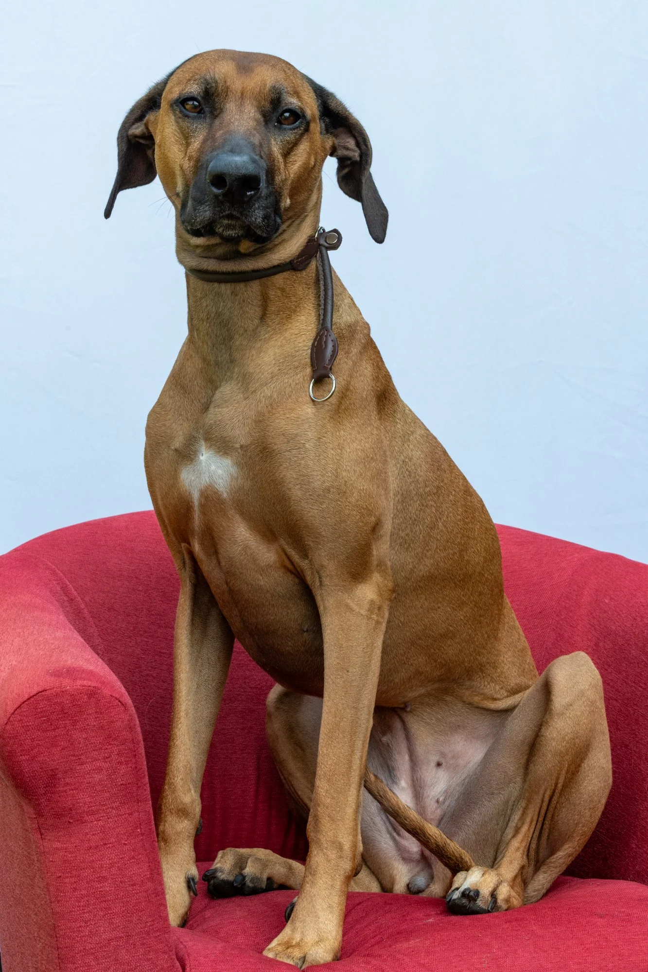 mkgphoto_pets-8149.jpg