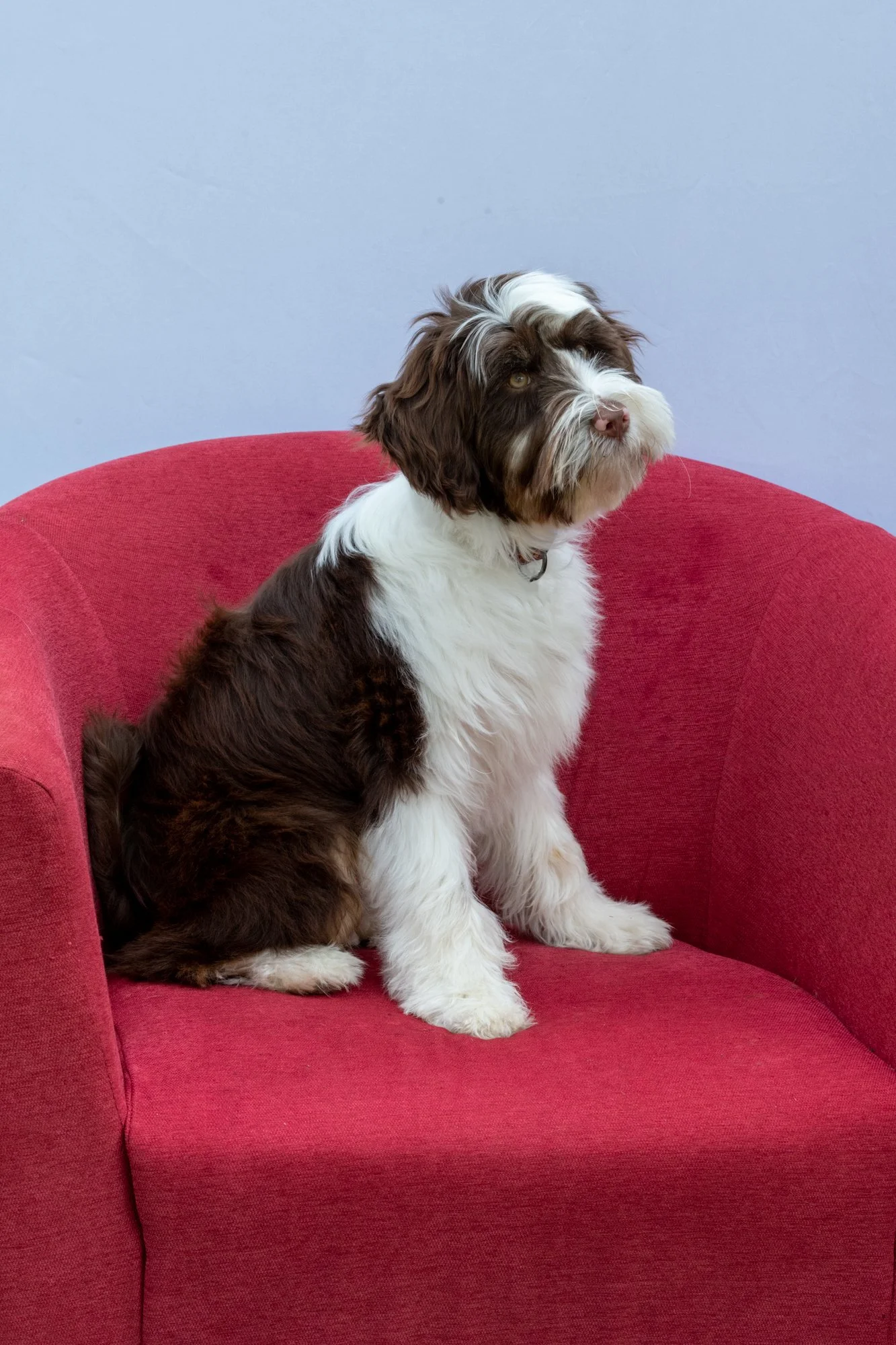 mkgphoto_pets-7611.jpg