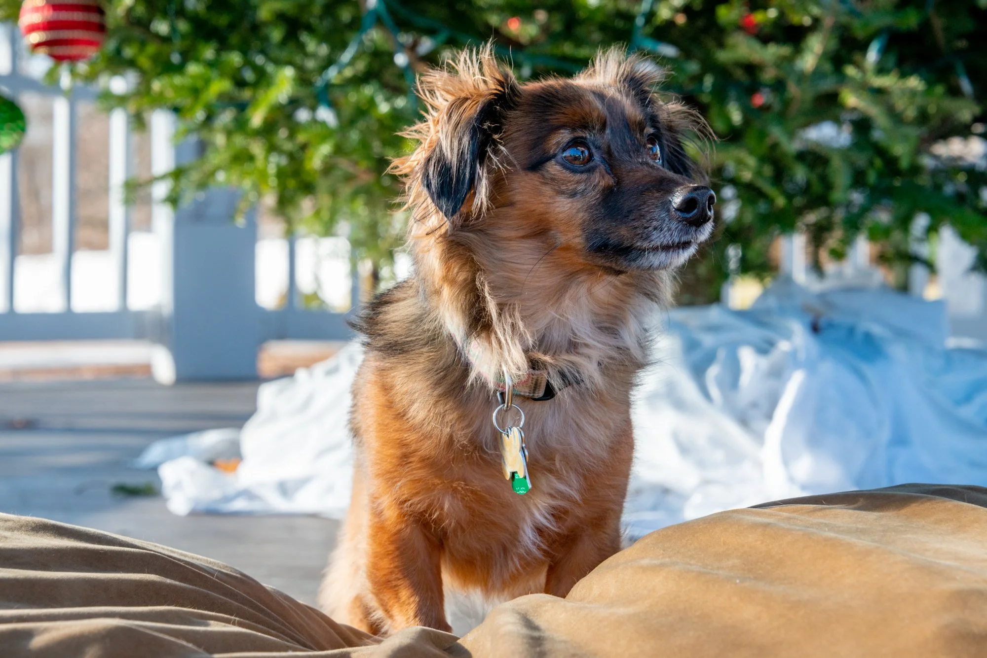 mkgphoto_pets-0290.jpg