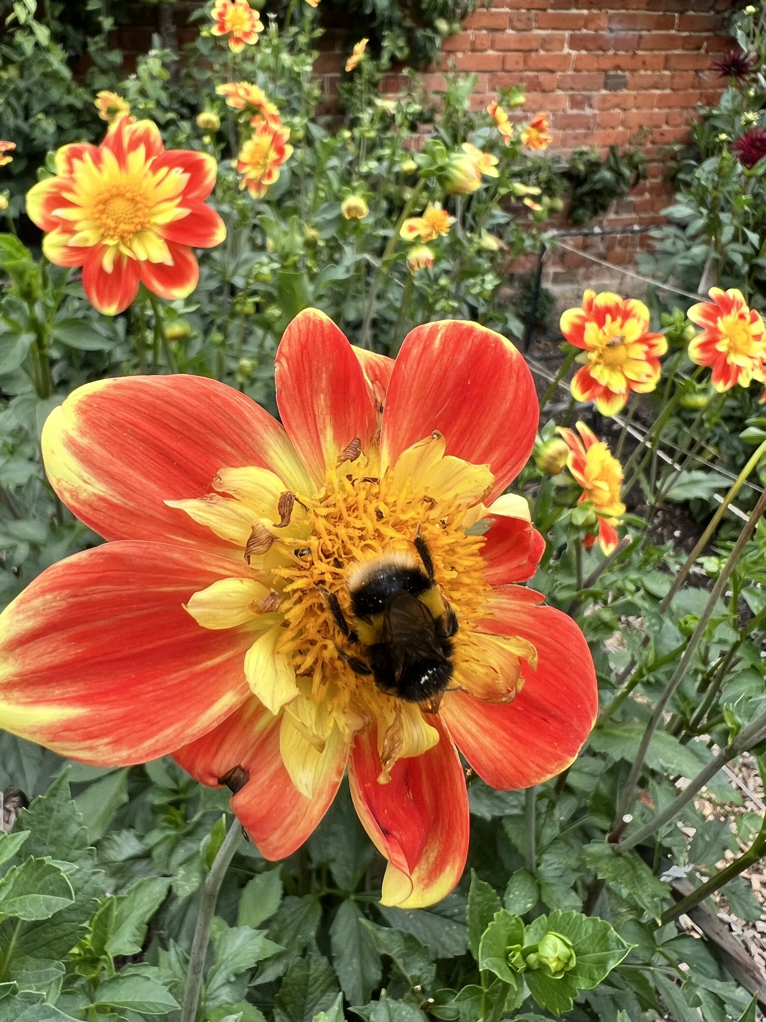 Close-up of an orange and yellow dahlia flower being visited by a bee. In the background, there are smaller yellow and red flowers and green foliage, with a brick wall partially visible.