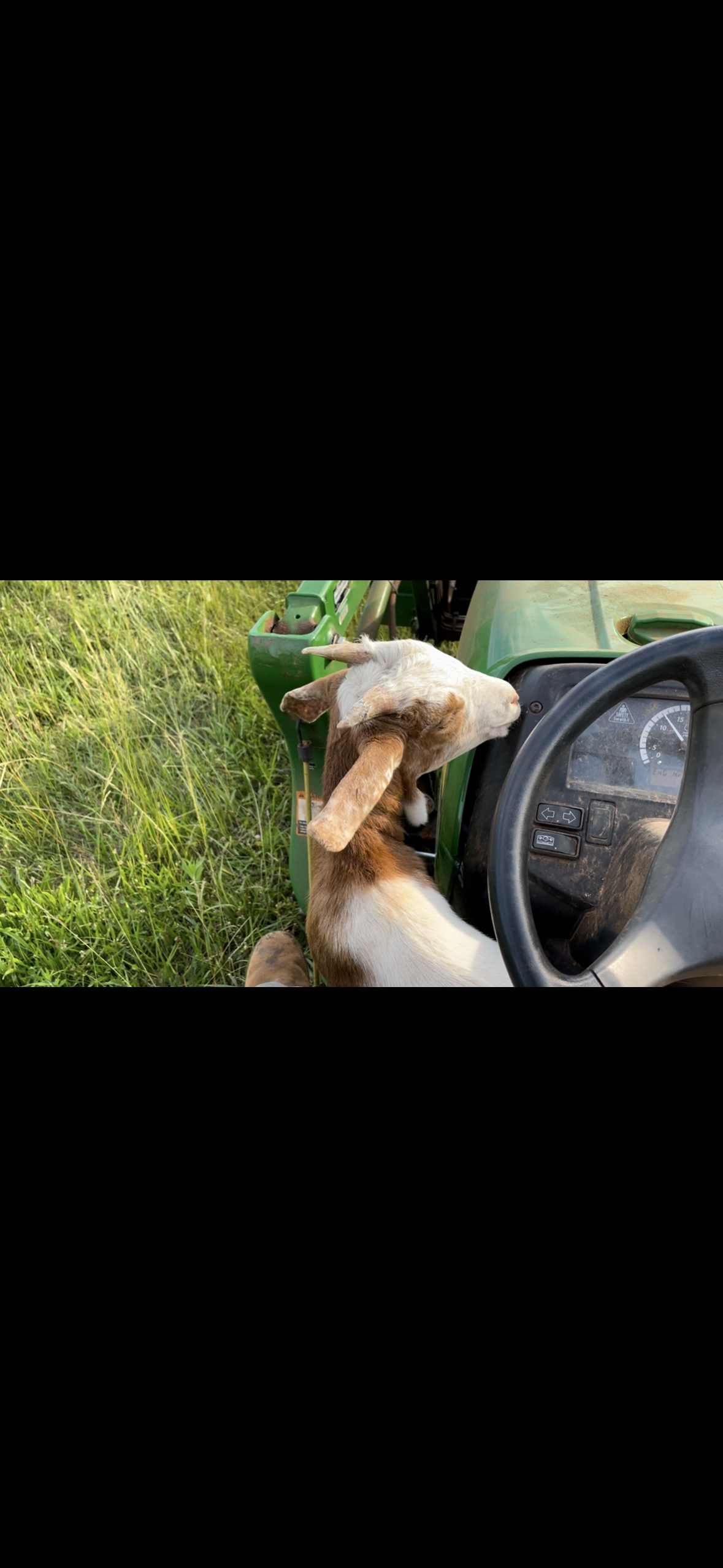 A goat and a dog sitting on a green tractor seat with the goat's head resting on the tractor's steering wheel, in a grassy field.