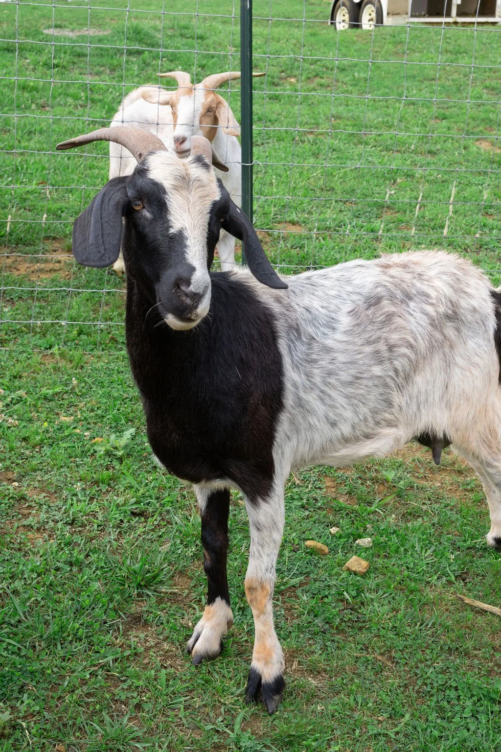 A black and white goat standing on grass in front of a wire fence, with two other goats behind the fence.