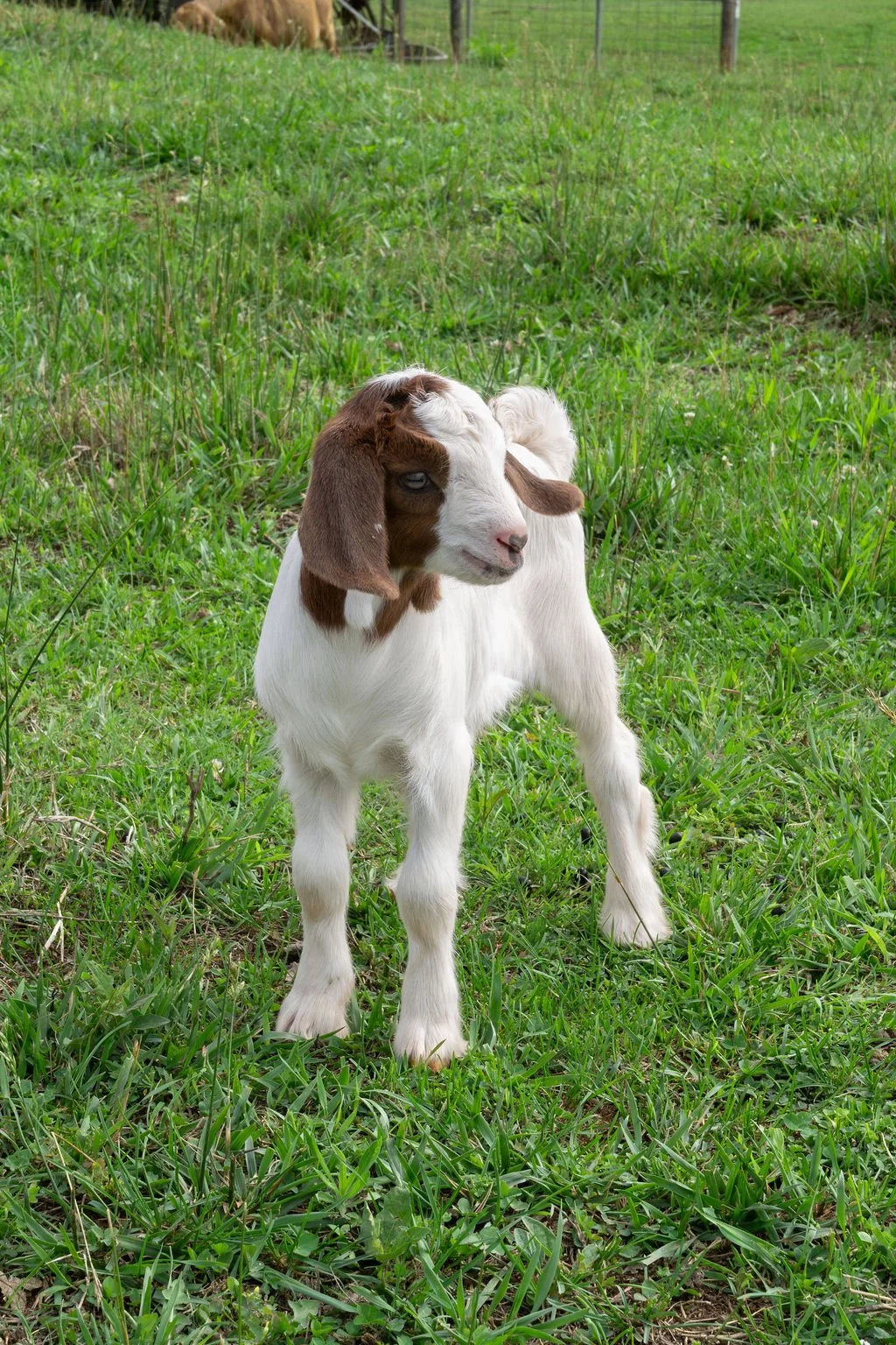 Boer