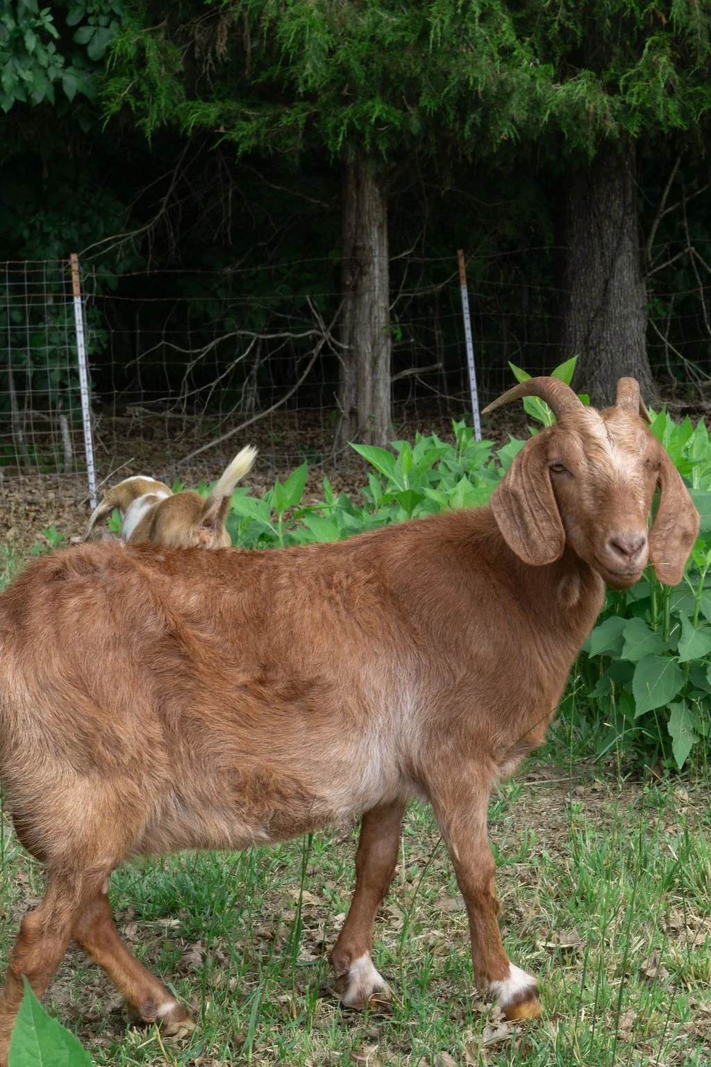 A brown goat standing in a grassy area with green plants, trees, and a wire fence in the background.