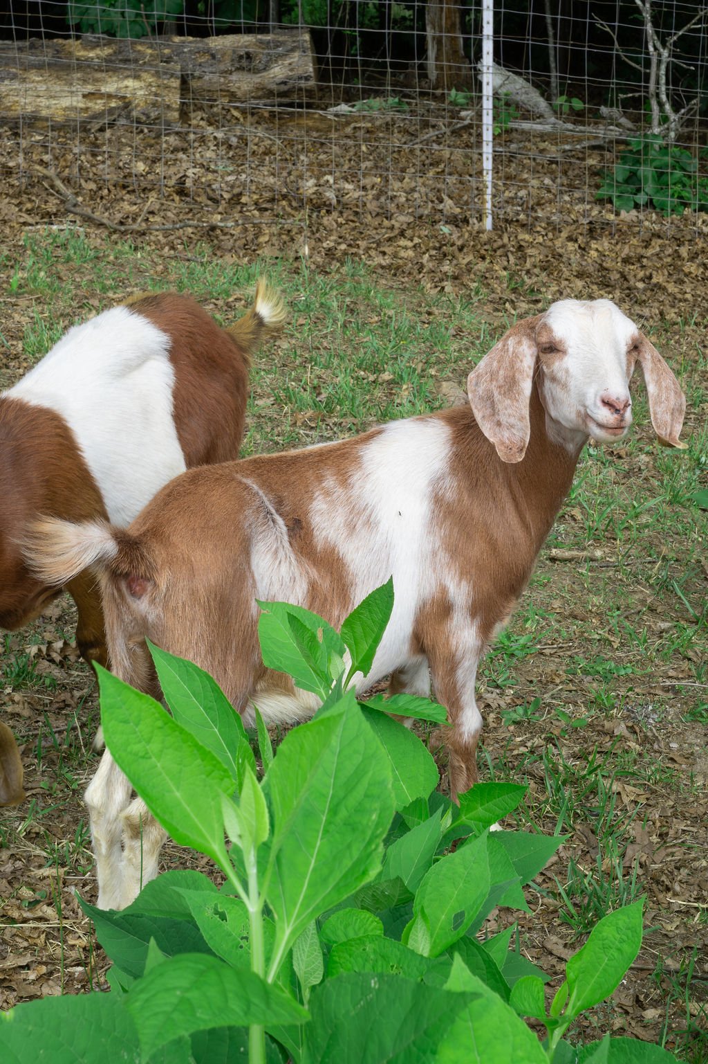 A brown and white goat standing outdoors near green plants, with another goat partially visible nearby and a fenced background.