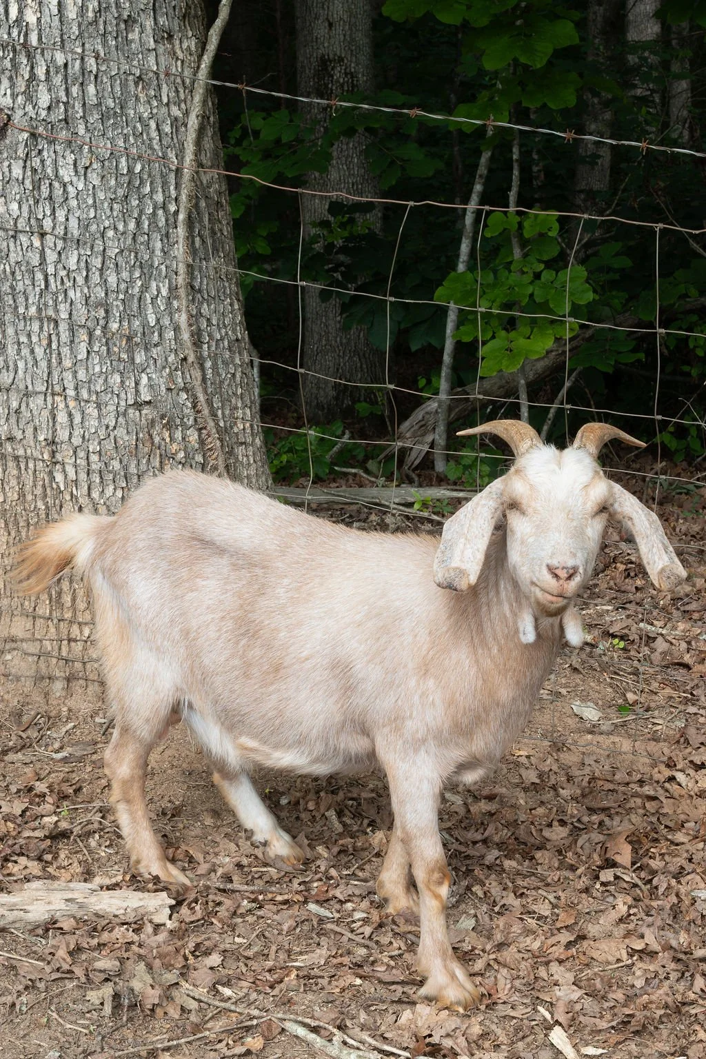 A beige goat with floppy ears standing on dirt ground with fallen leaves, behind a wire fence, with trees and green foliage in the background.