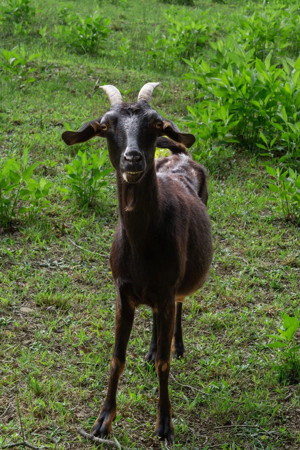 A black goat standing on a grassy field with green plants and shrubs in the background.
