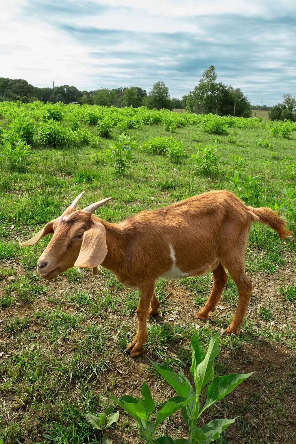 Nubian