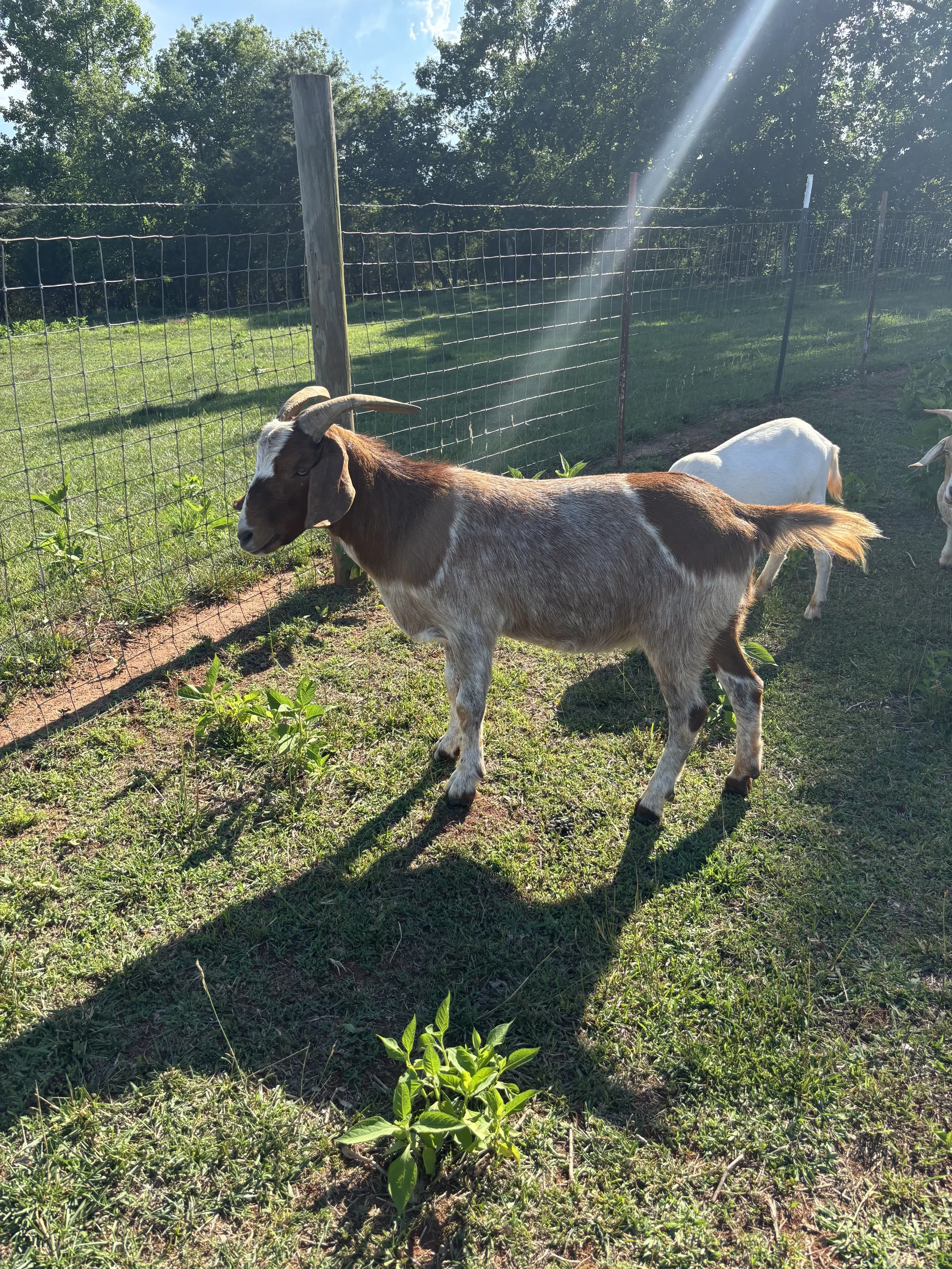 A goat with brown and white fur, long horns, and floppy ears stands on grass near a wire fence, with green trees and bright sunlight in the background.