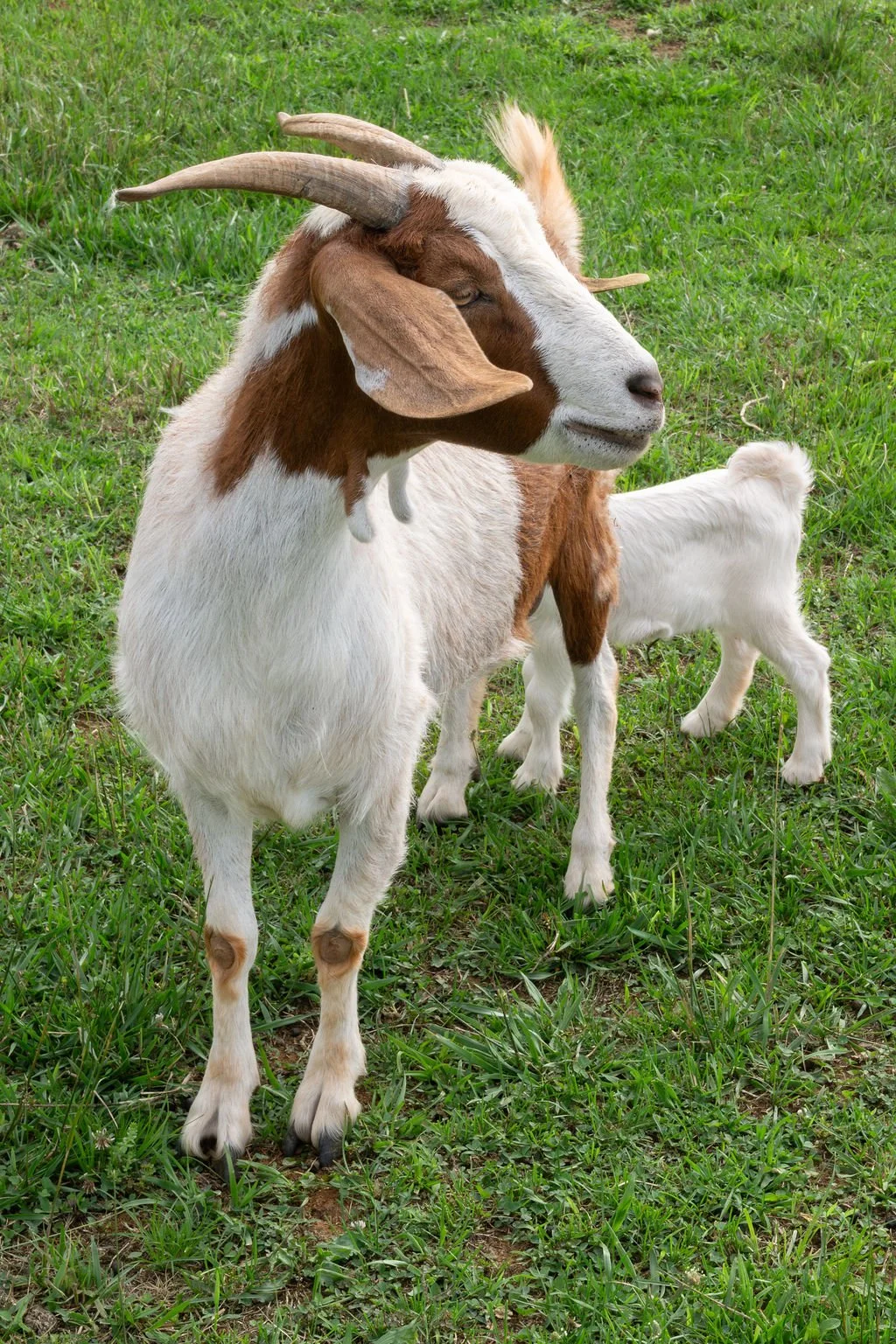 A goat with brown and white fur, large curved horns, and long ears standing on green grass, with a small white and brown kid in the background.