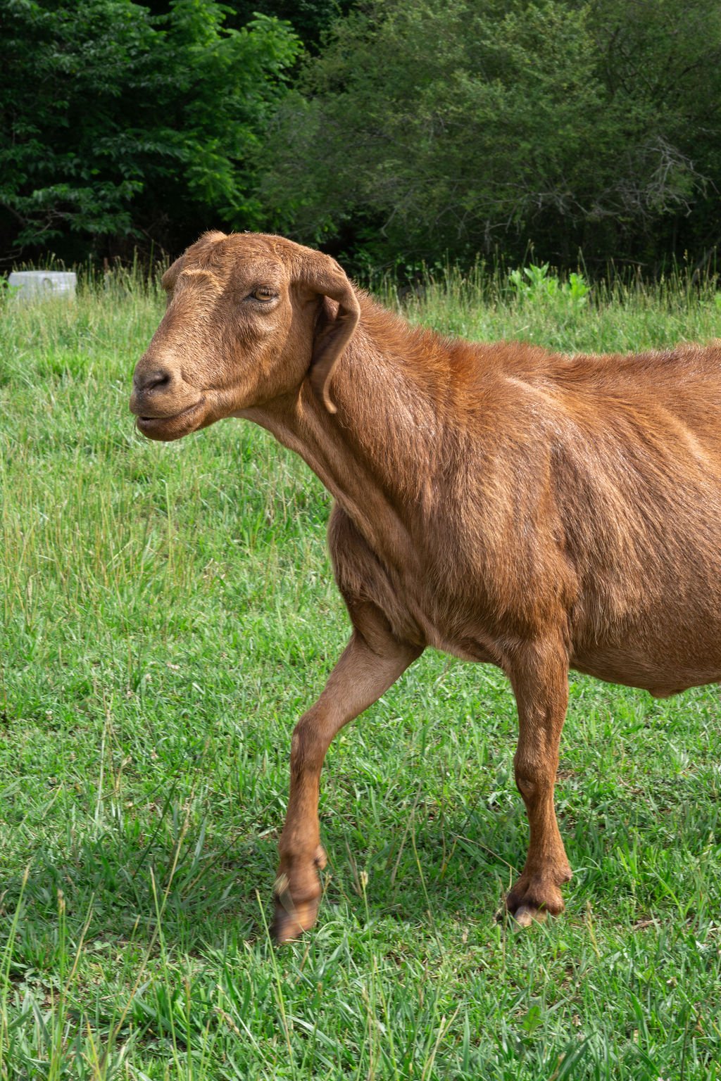 A brown goat standing on green grass in a field with trees in the background.