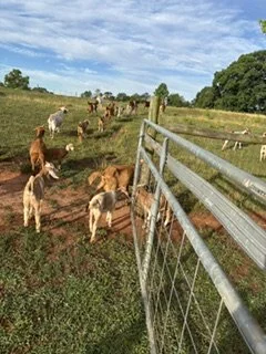 Cattle grazing near a metal gate in a grassy field under a partly cloudy sky.