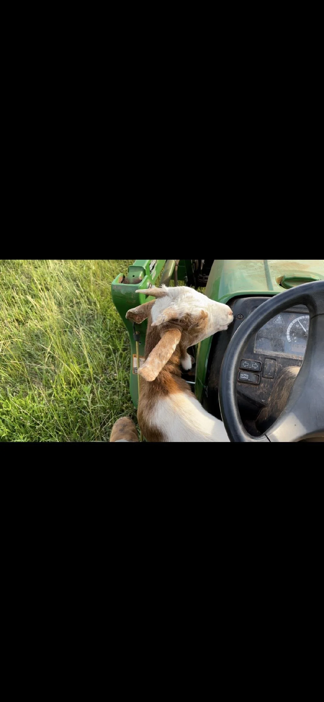 Two goats, one white and one brown with white, are sitting on a green tractor in a grassy field, with the brown and white goat resting its head on the steering wheel.