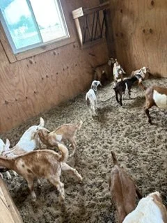 Several young calves inside a wooden barn with straw bedding, near a window and a wooden wall.