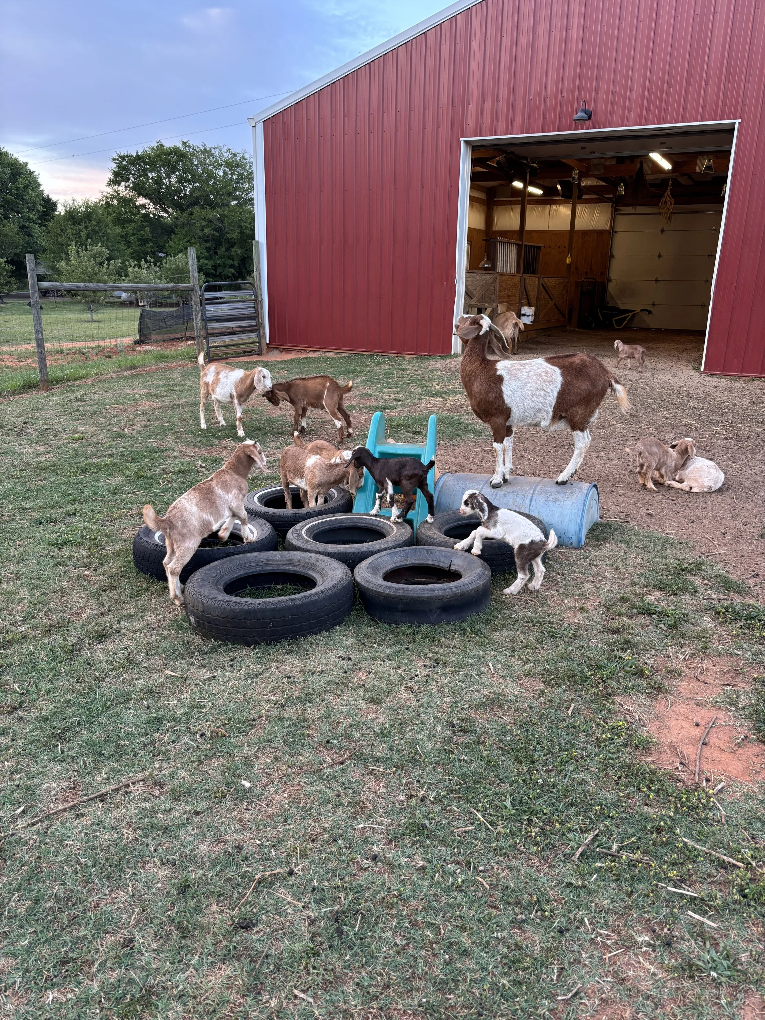 A farm scene with a red barn, some goats playing on the grass, and a large open door to the barn showing the interior.