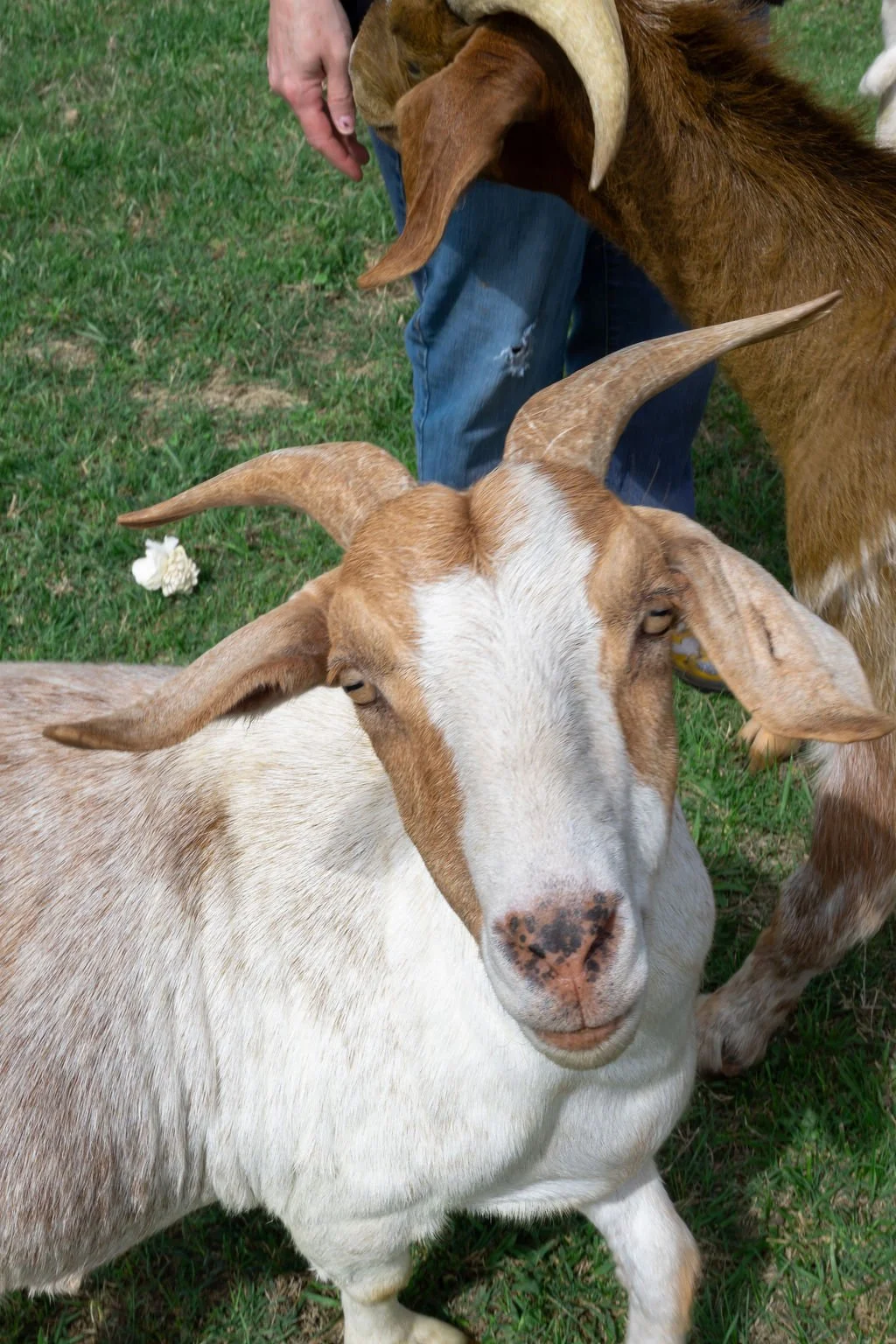 Two goats standing on grass, one with white and tan fur and the other with brown fur, both with large curved horns. A person is partially visible behind them.