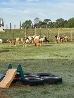 A group of goats grazing on a grassy field with a fence and trees in the background.