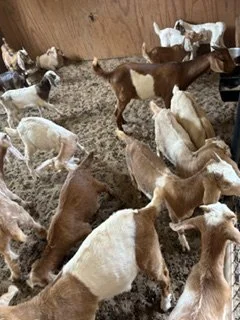 Group of goats inside a barn, some standing and others lying down.
