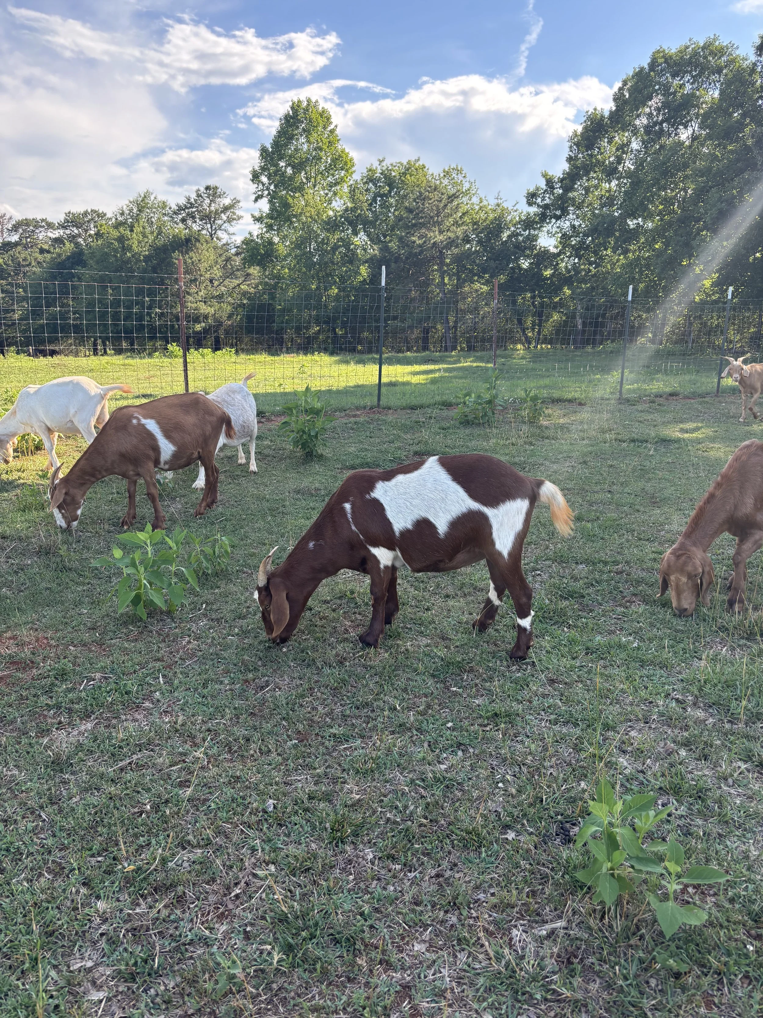 Several goats grazing on grass in a fenced field under a blue sky with scattered clouds and sunlight.