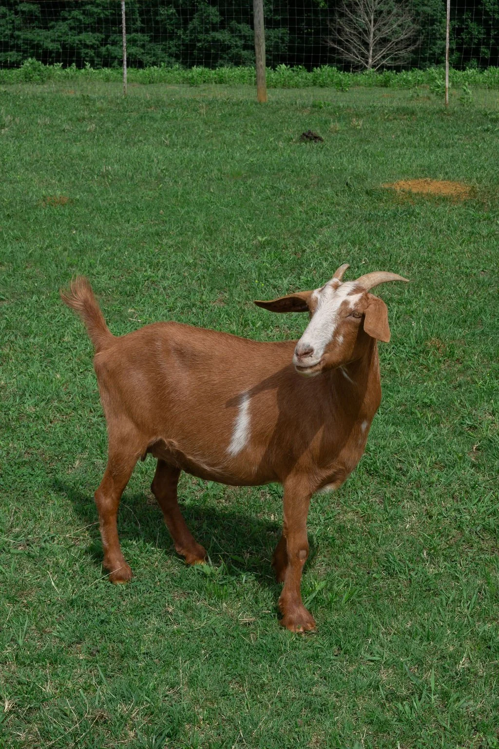 nubian