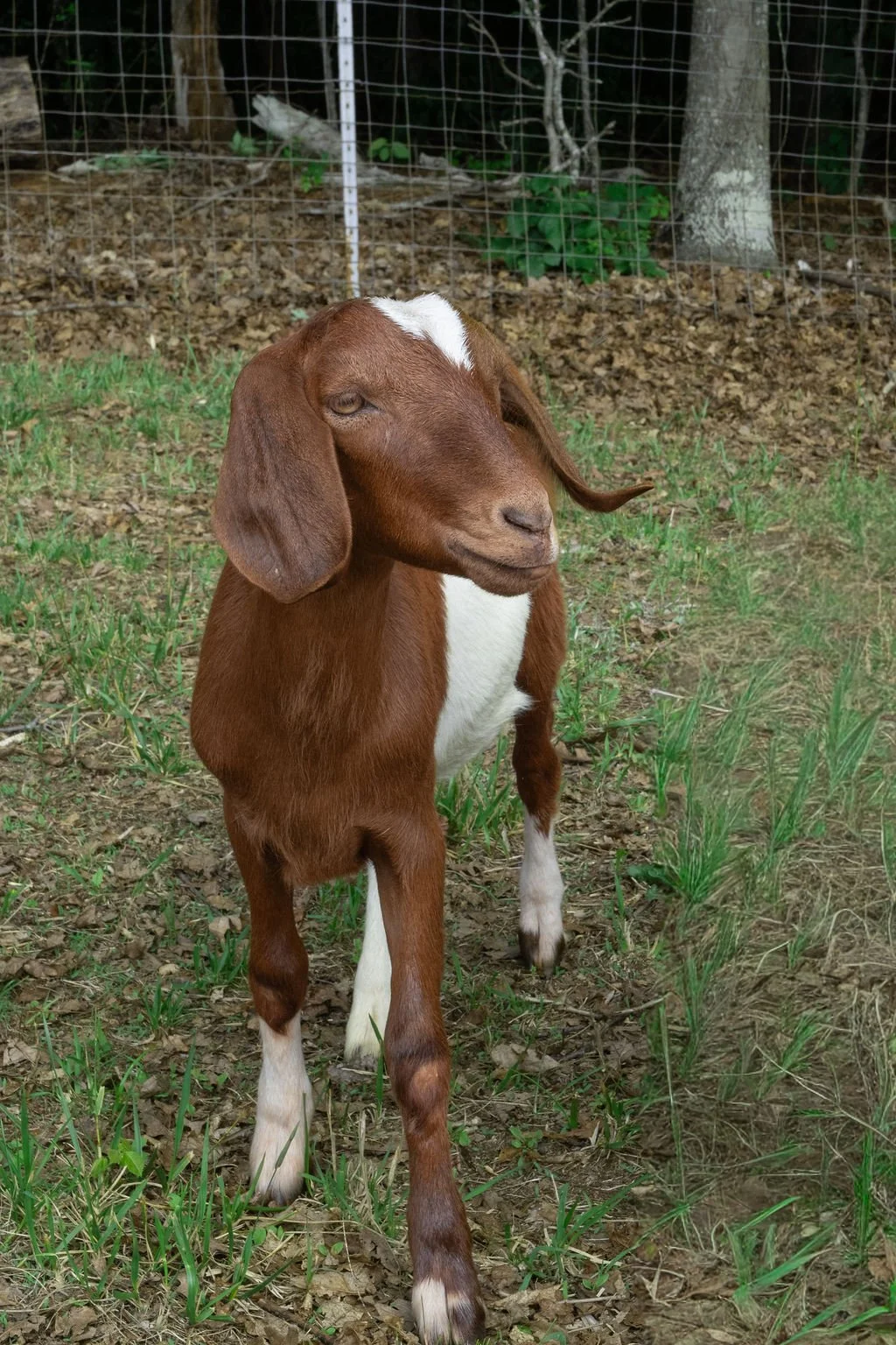 Young goat standing on grassy ground with a wire fence and trees in the background.