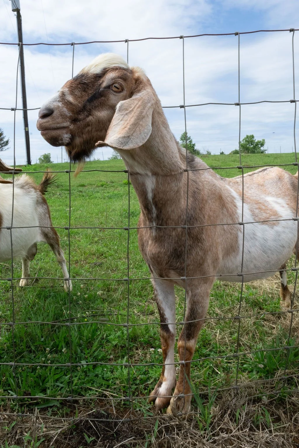 A brown and white goat with long, floppy ears standing behind a wire fence in a grassy field under a partly cloudy sky.