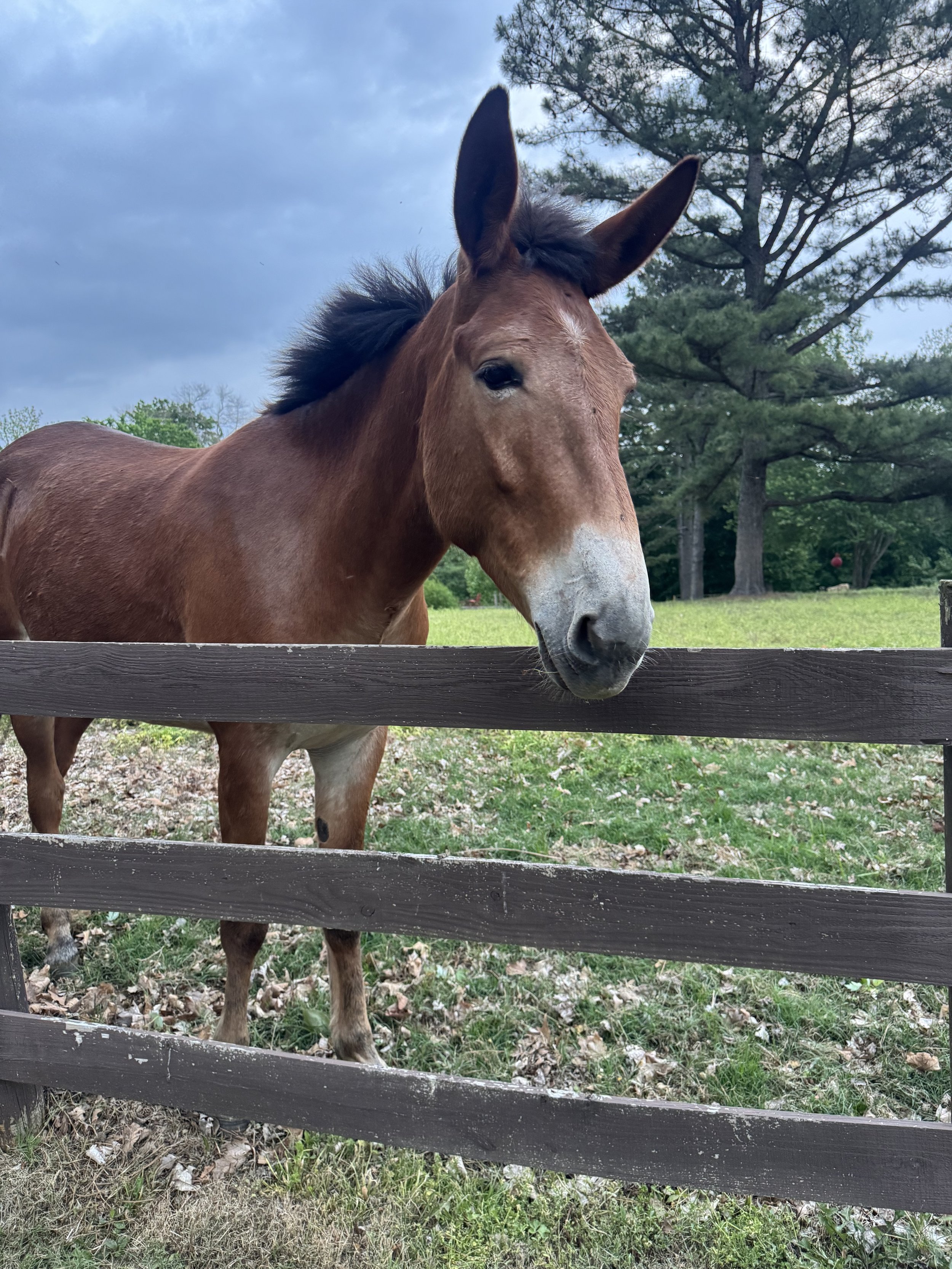 A brown mule leaning over a wooden fence, with trees and cloudy sky in the background.