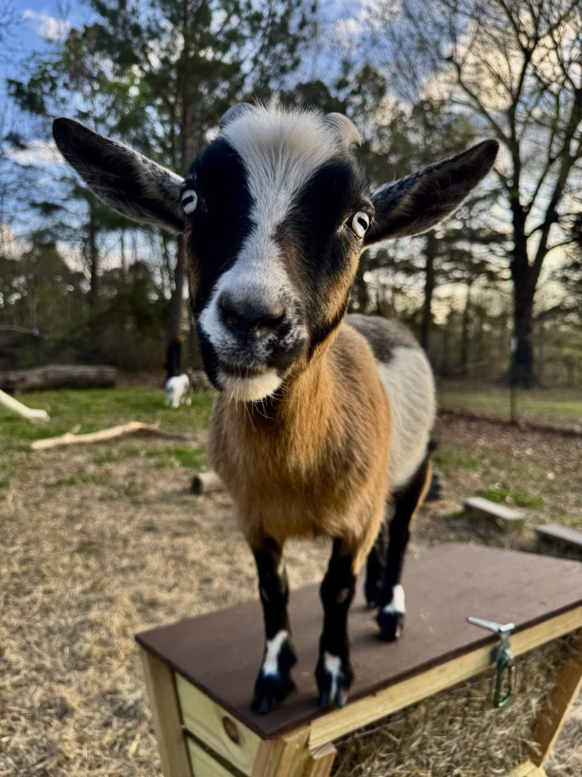 Close-up of a young goat standing on a wooden platform outdoors, with trees and a sunset sky in the background.