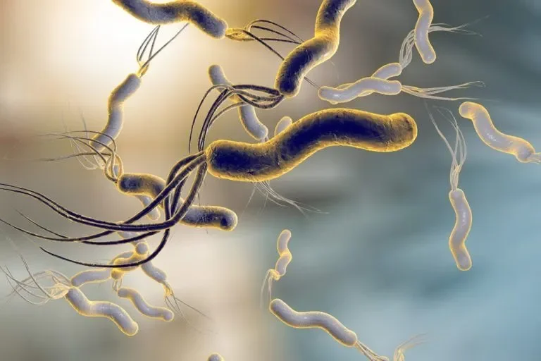 H. Pylori: The Stomach Bacteria That Can Affect Way More Than Digestion