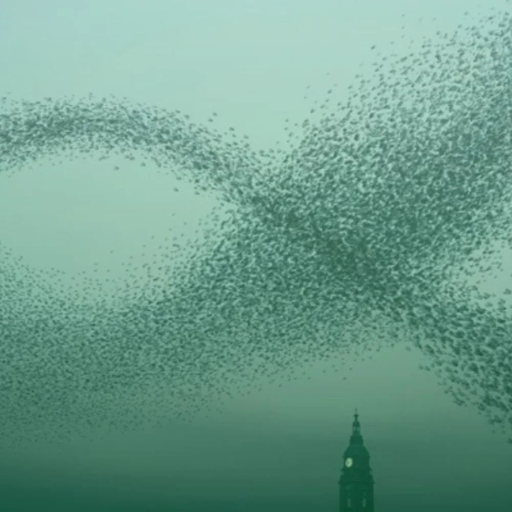 Photo of birds flying over a clock tower