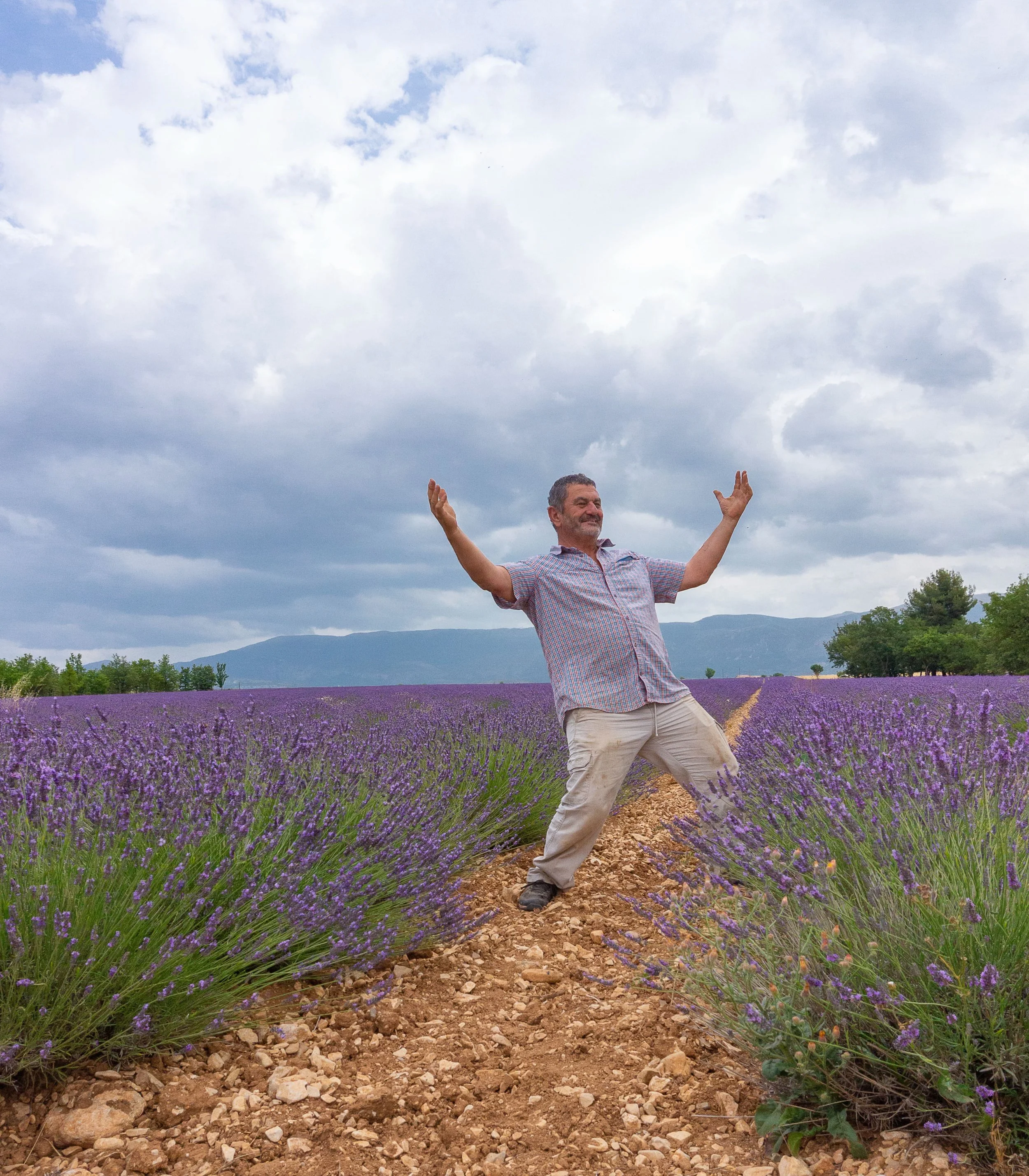 Lavender in Provence