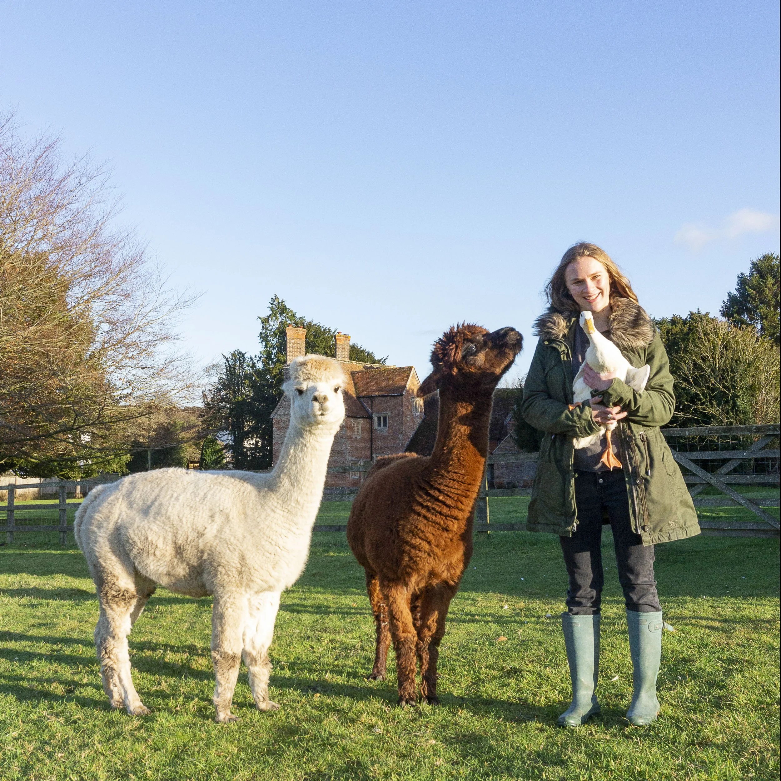 Llamas in Newbury